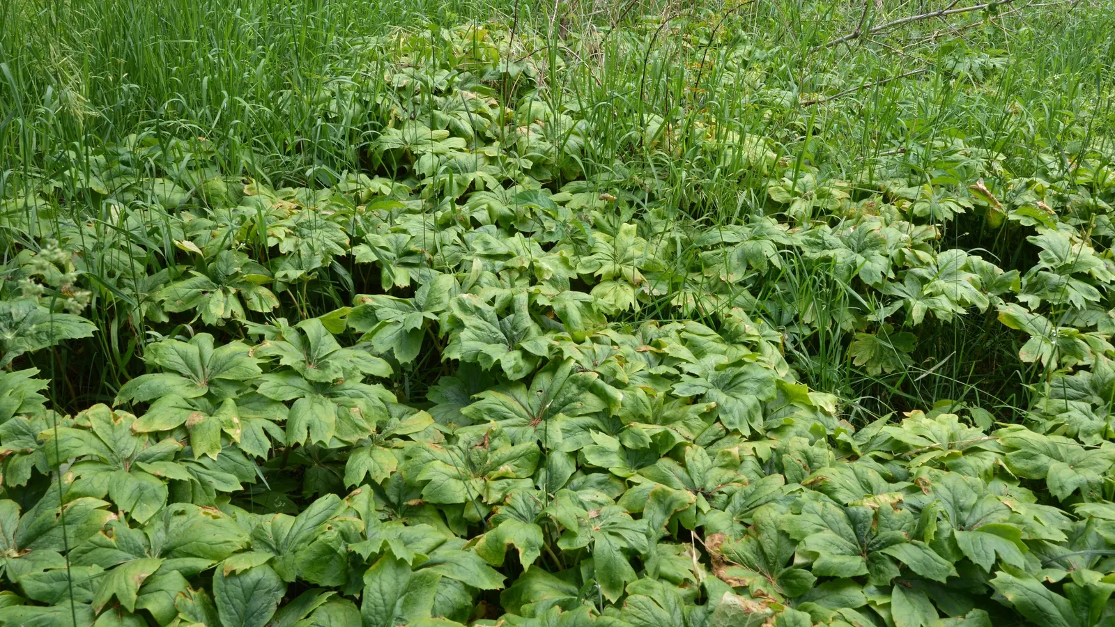May Apple, Indian Apple (Podophyllum Peltatum) — also known as Indian Apple or Podophyllum peltatum