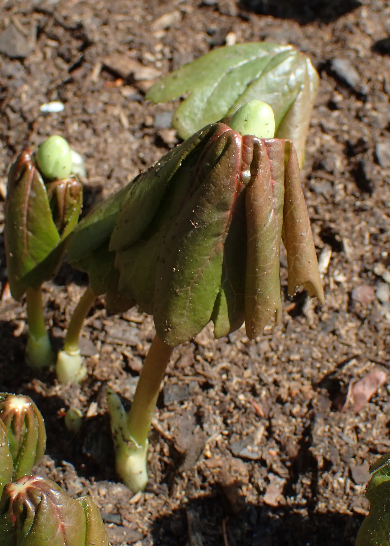 May Apple, Indian Apple (Podophyllum Peltatum) — white flowers in the garden; though each stem is crowned by only one or two deeply lobed leaves, image 114