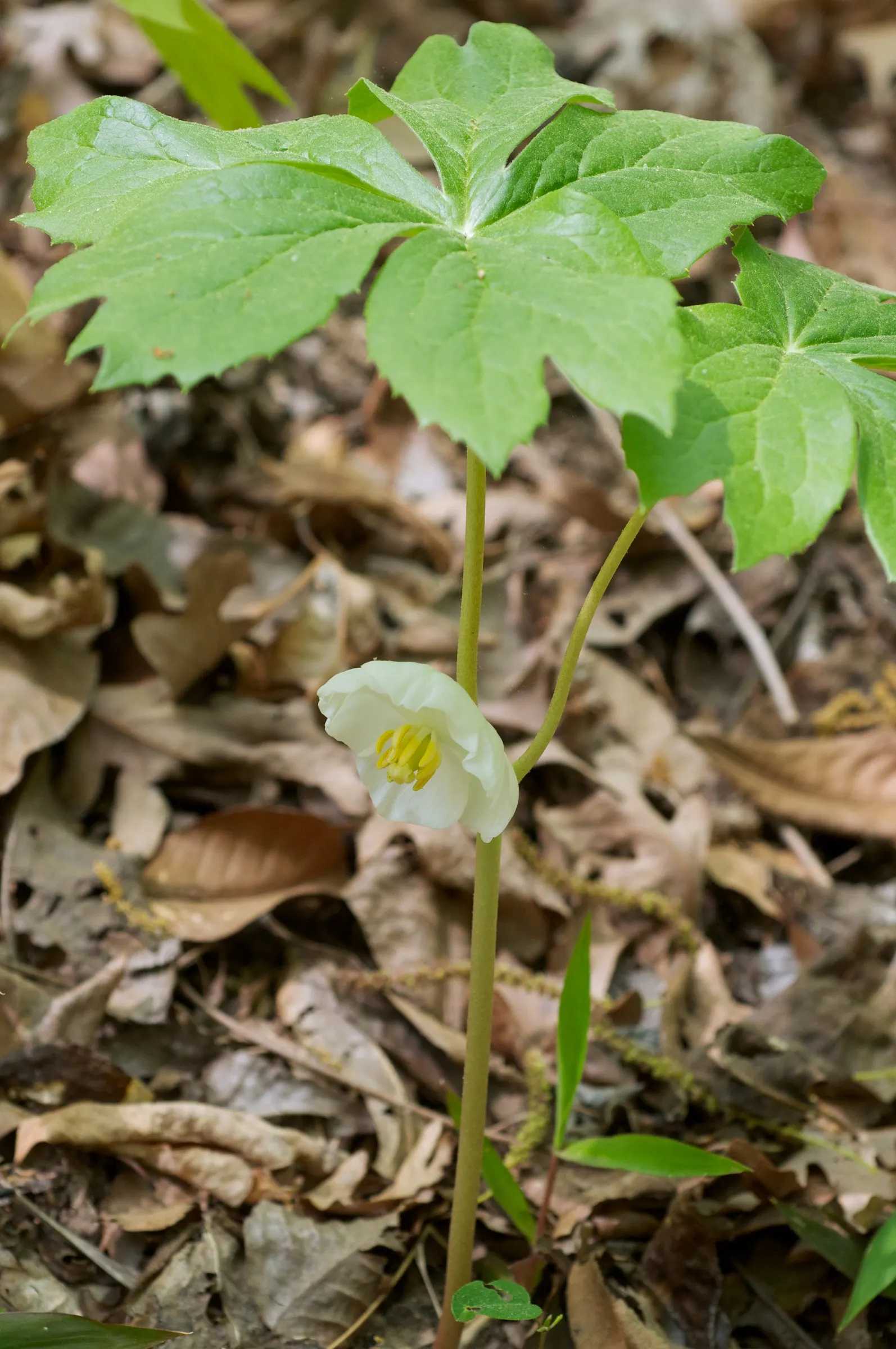 May Apple, Indian Apple (Podophyllum Peltatum) — is a shade-loving perennial native to Eastern North America; the Mayapple typically grows to a, image 118
