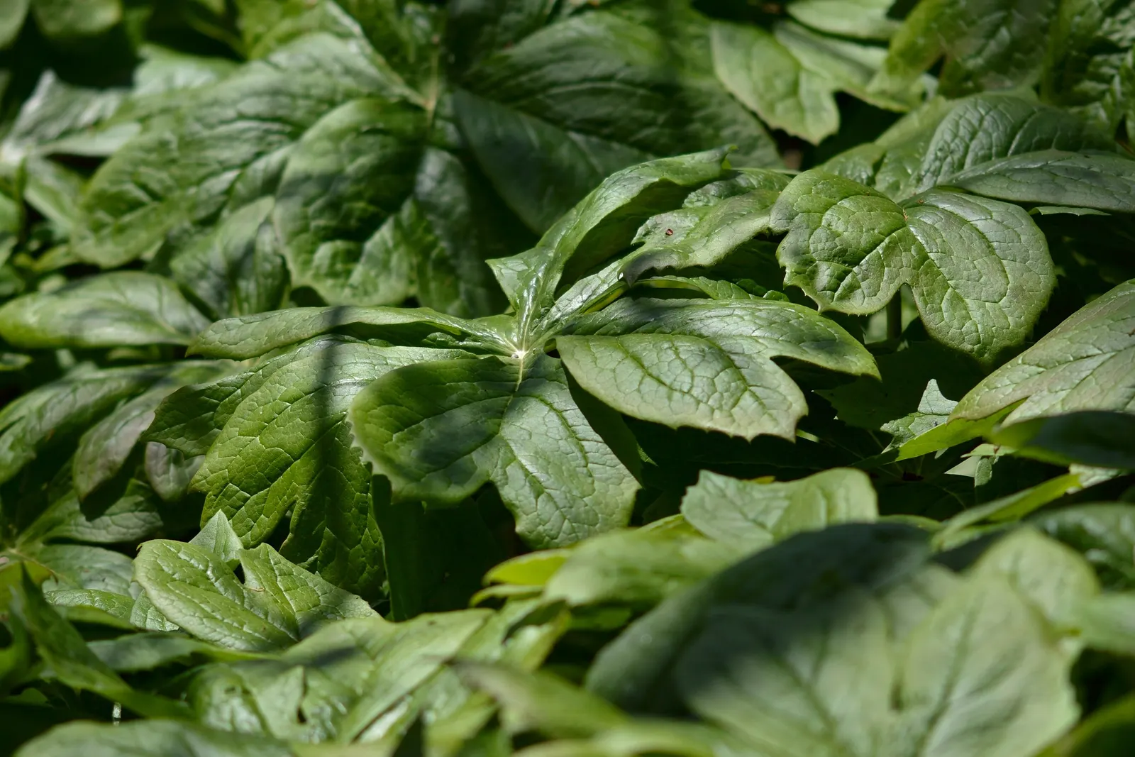 May Apple, Indian Apple (Podophyllum Peltatum) — ground cover for half or shade