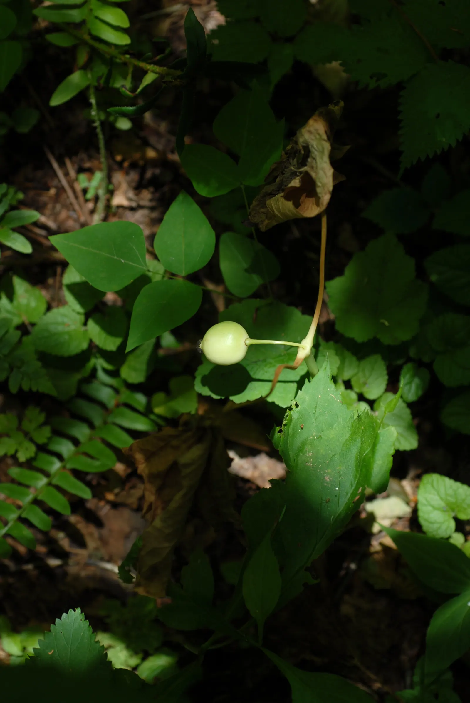 May Apple, Indian Apple (Podophyllum Peltatum) — all other parts of the plant are poisonous if ingested.<br><br>For optimal growth; plant Mayapples, image 107