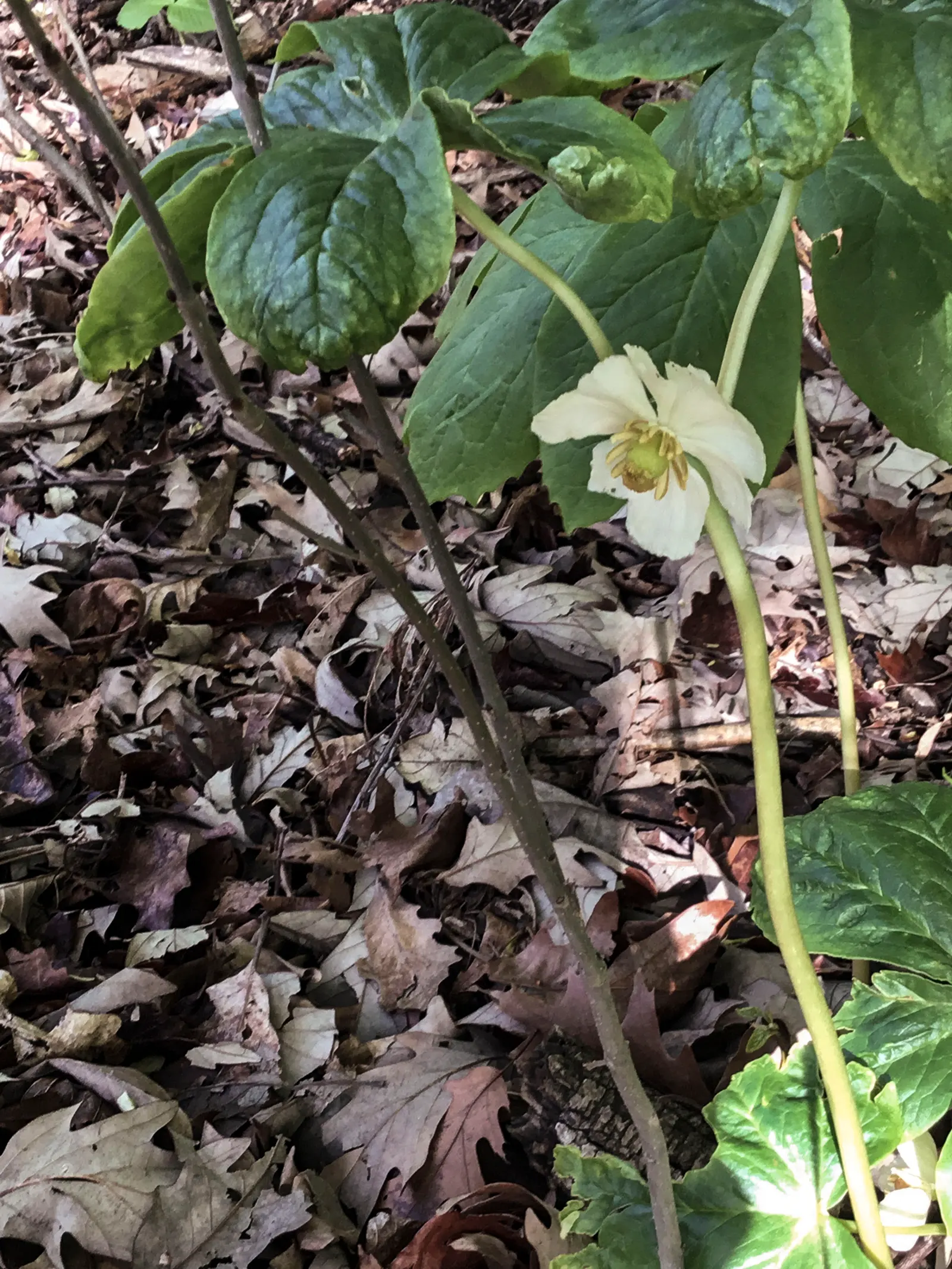 May Apple, Indian Apple (Podophyllum Peltatum) — serves as a distinctive and enchanting addition to woodland or shade gardens; is a shade-loving, image 67