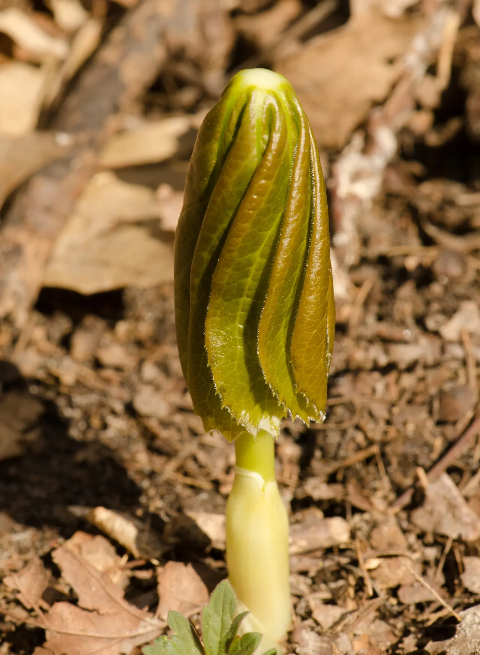 May Apple, Indian Apple (Podophyllum Peltatum) — well-drained soil with partial to full shade; the plant bears a yellow-green fruit, which is, image 109