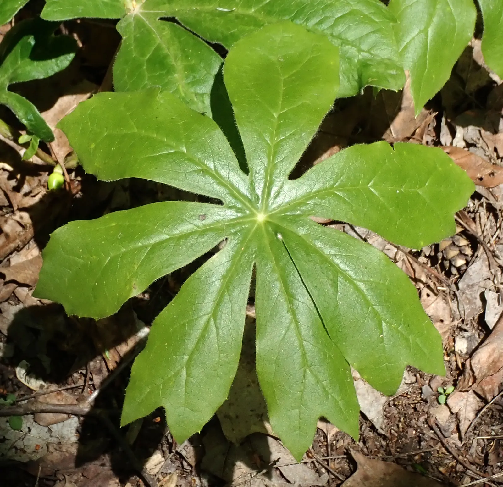 May Apple, Indian Apple (Podophyllum Peltatum) — the Mayapple typically grows to a height of 12 to 18 inches with a similar spread