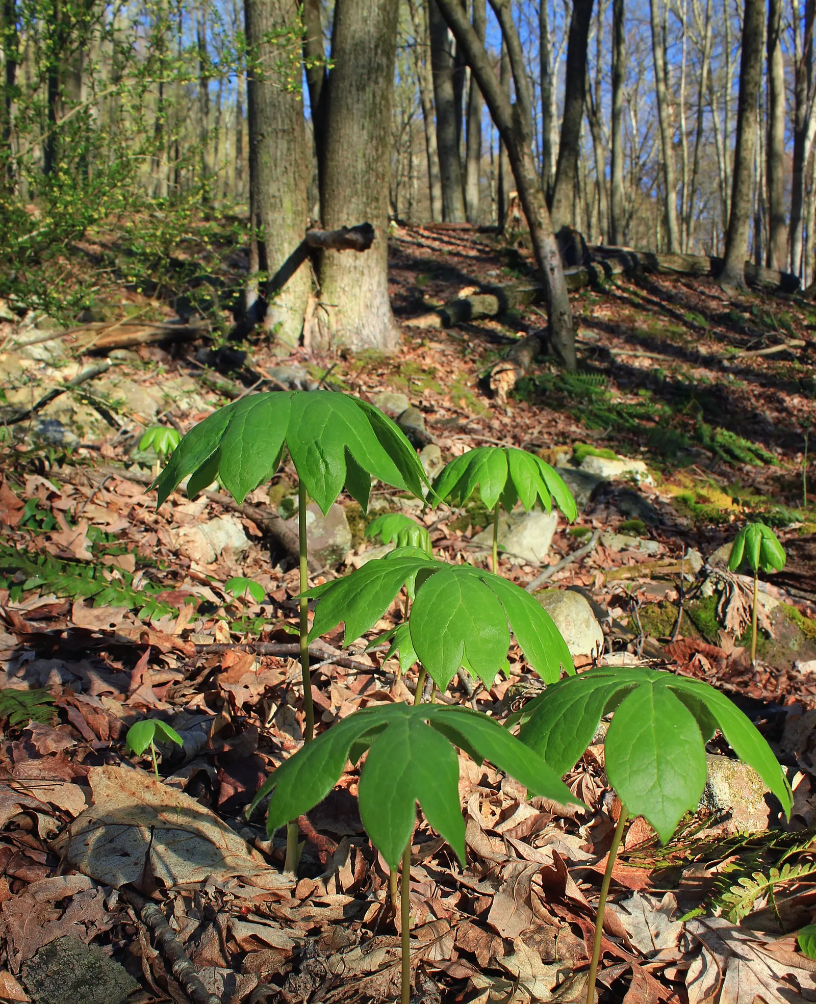 May Apple, Indian Apple (Podophyllum Peltatum) — Although the fruit is edible when fully ripe and may be used to make jellies; the Mayapple emerges, image 106