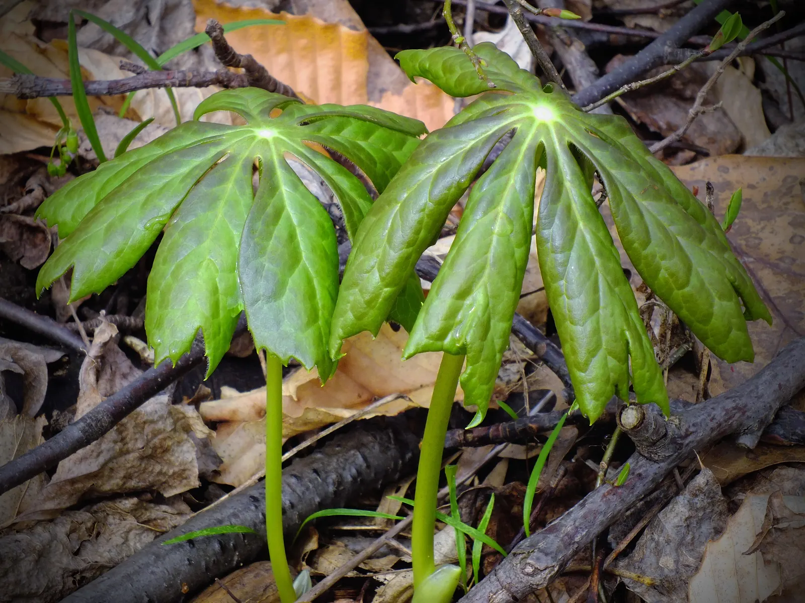 May Apple, Indian Apple (Podophyllum Peltatum) — well-drained soil with partial to full shade; the plant bears a yellow-green fruit, which is, image 80