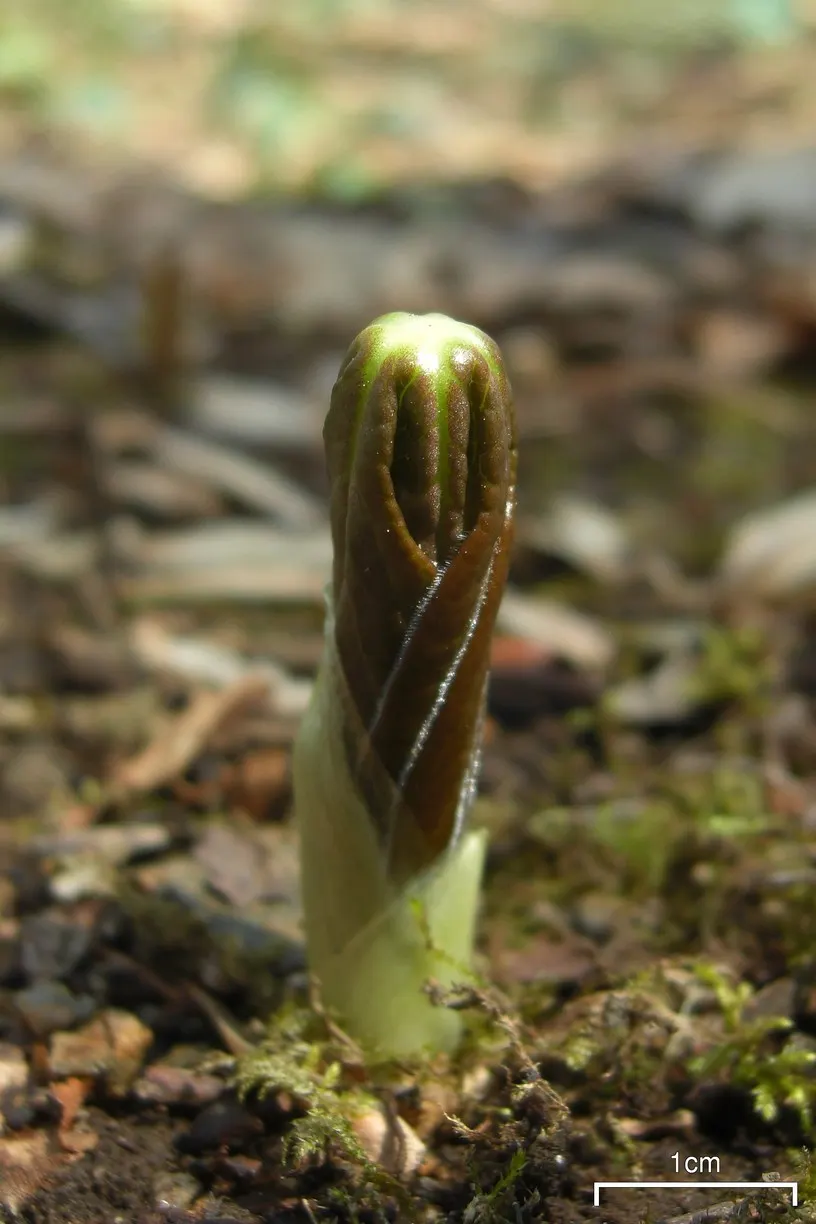 May Apple, Indian Apple (Podophyllum Peltatum) — plant Mayapples in medium wet; ground cover with white blooms, image 137