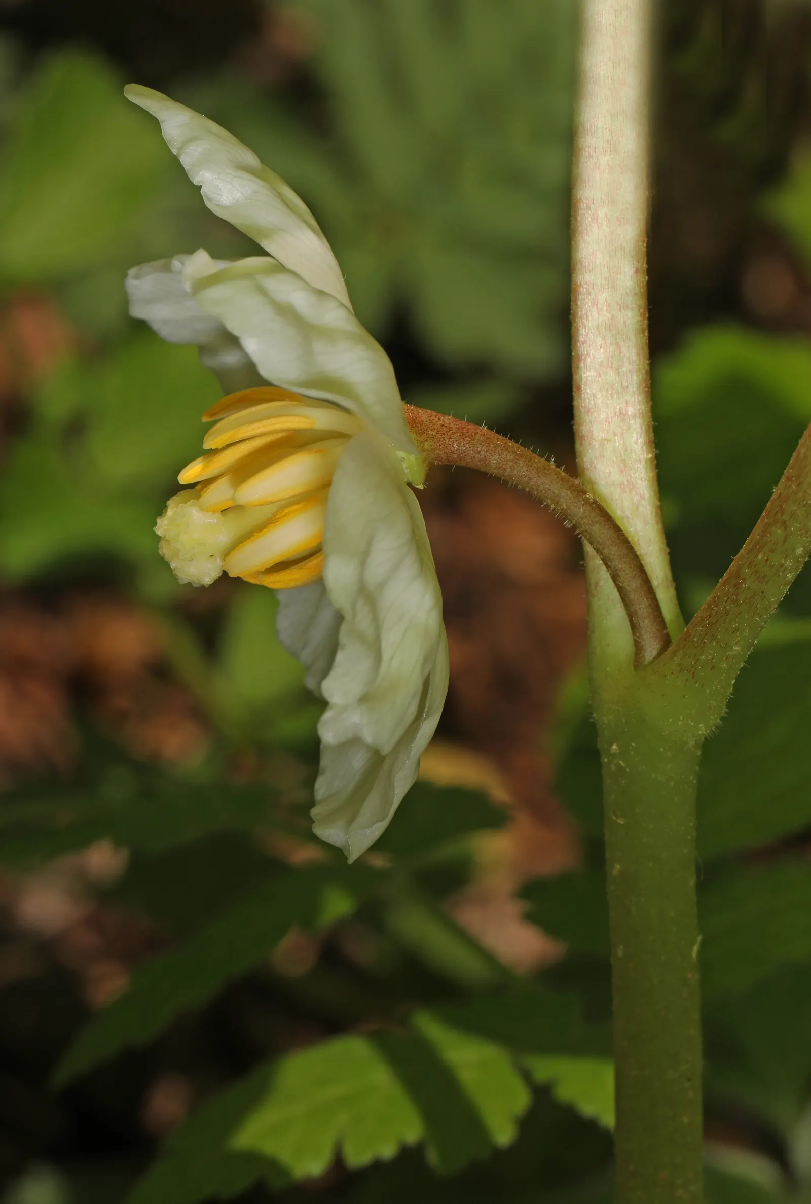 May Apple, Indian Apple (Podophyllum Peltatum) — the Mayapple emerges as a fleshy stalk; also known as Indian Apple or Podophyllum peltatum
