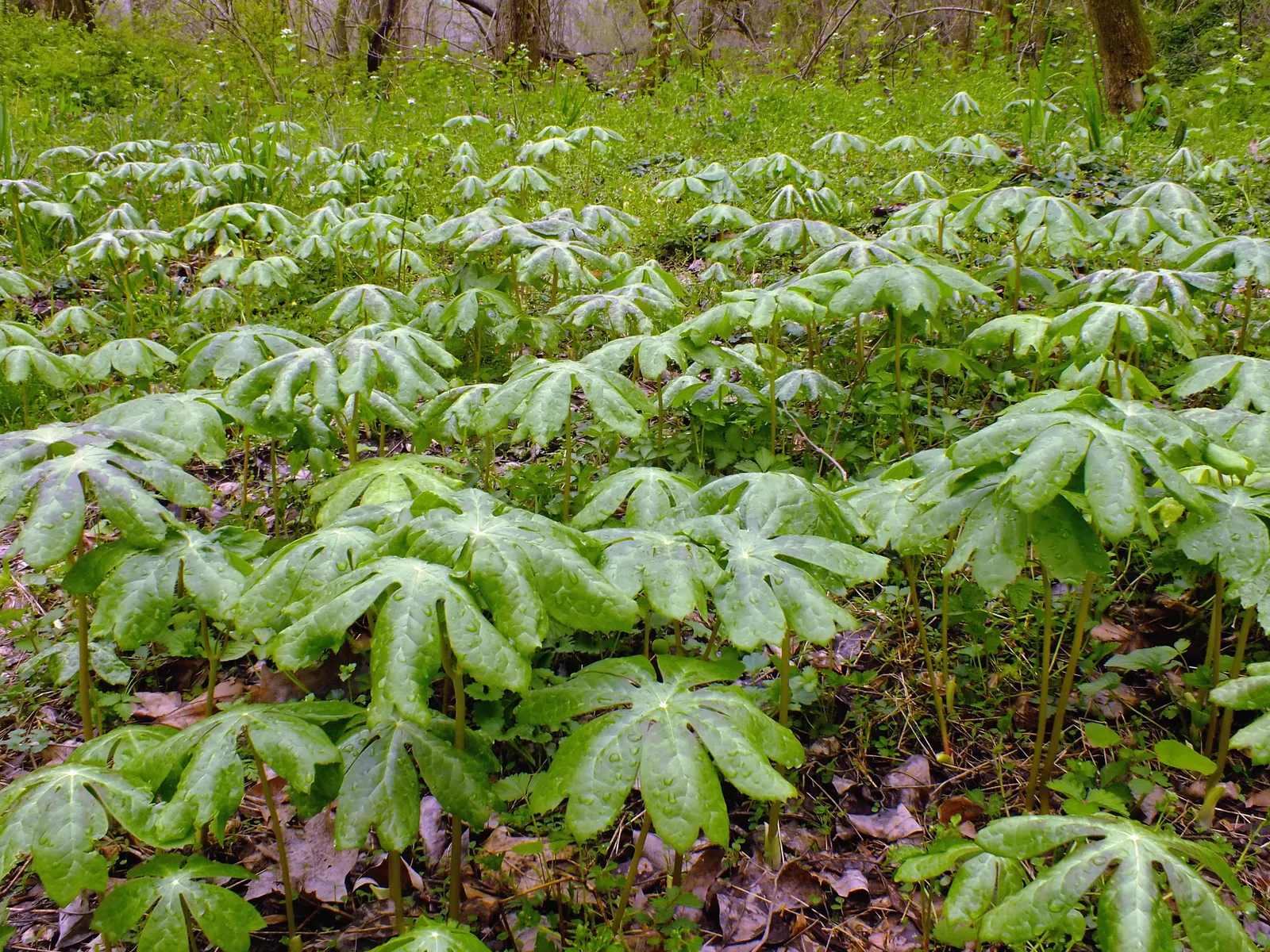 May Apple, Indian Apple (Podophyllum Peltatum) — so consider partnering Mayapples with other shade-loving perennials for a season-long display, image 112