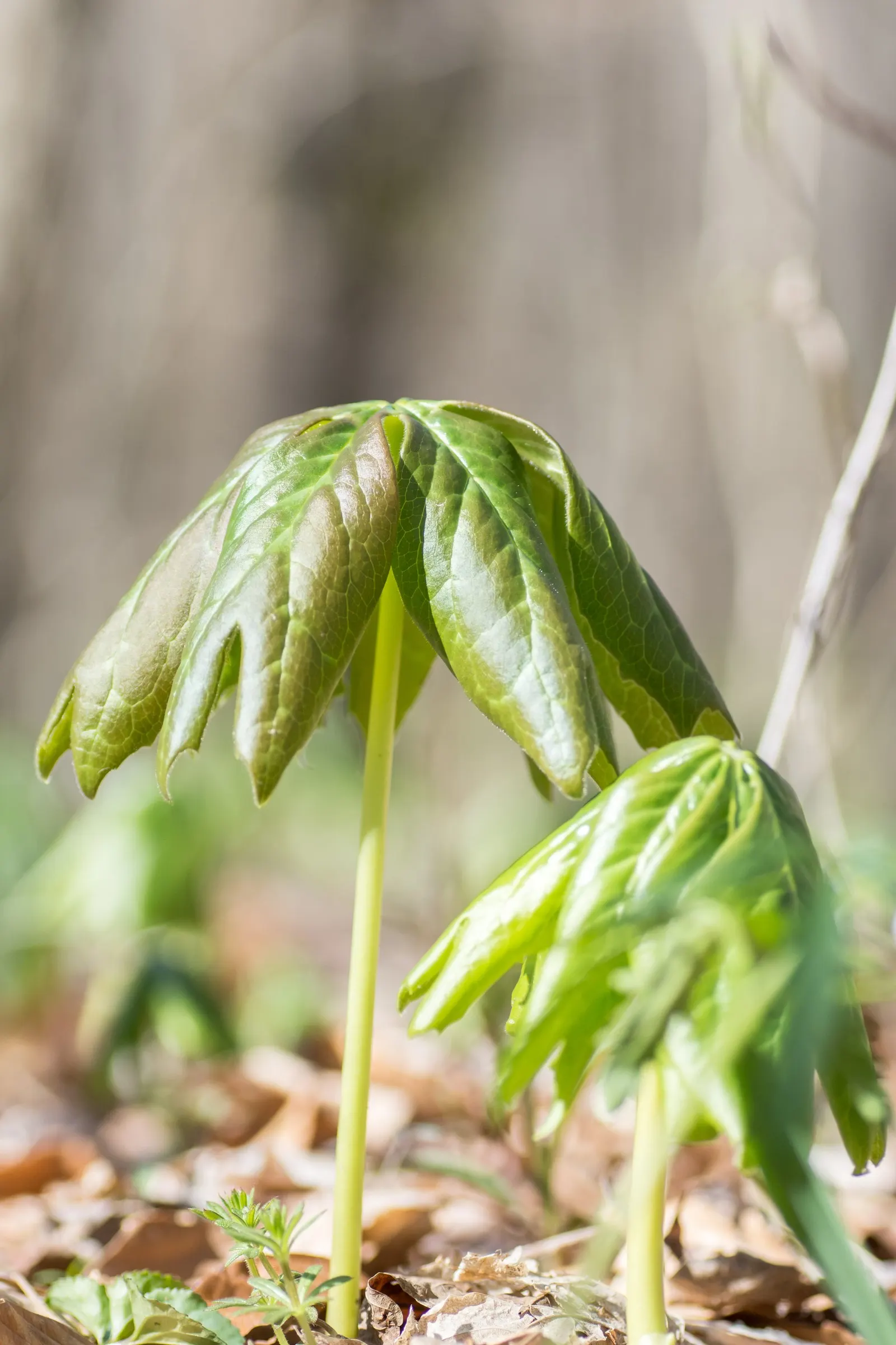 May Apple, Indian Apple (Podophyllum Peltatum) — Although the fruit is edible when fully ripe and may be used to make jellies; the Mayapple emerges, image 77