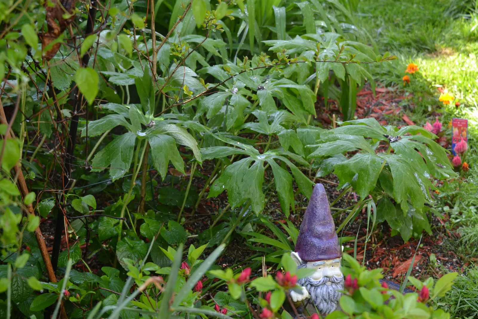 May Apple, Indian Apple (Podophyllum Peltatum) — serves as a distinctive and enchanting addition to woodland or shade gardens