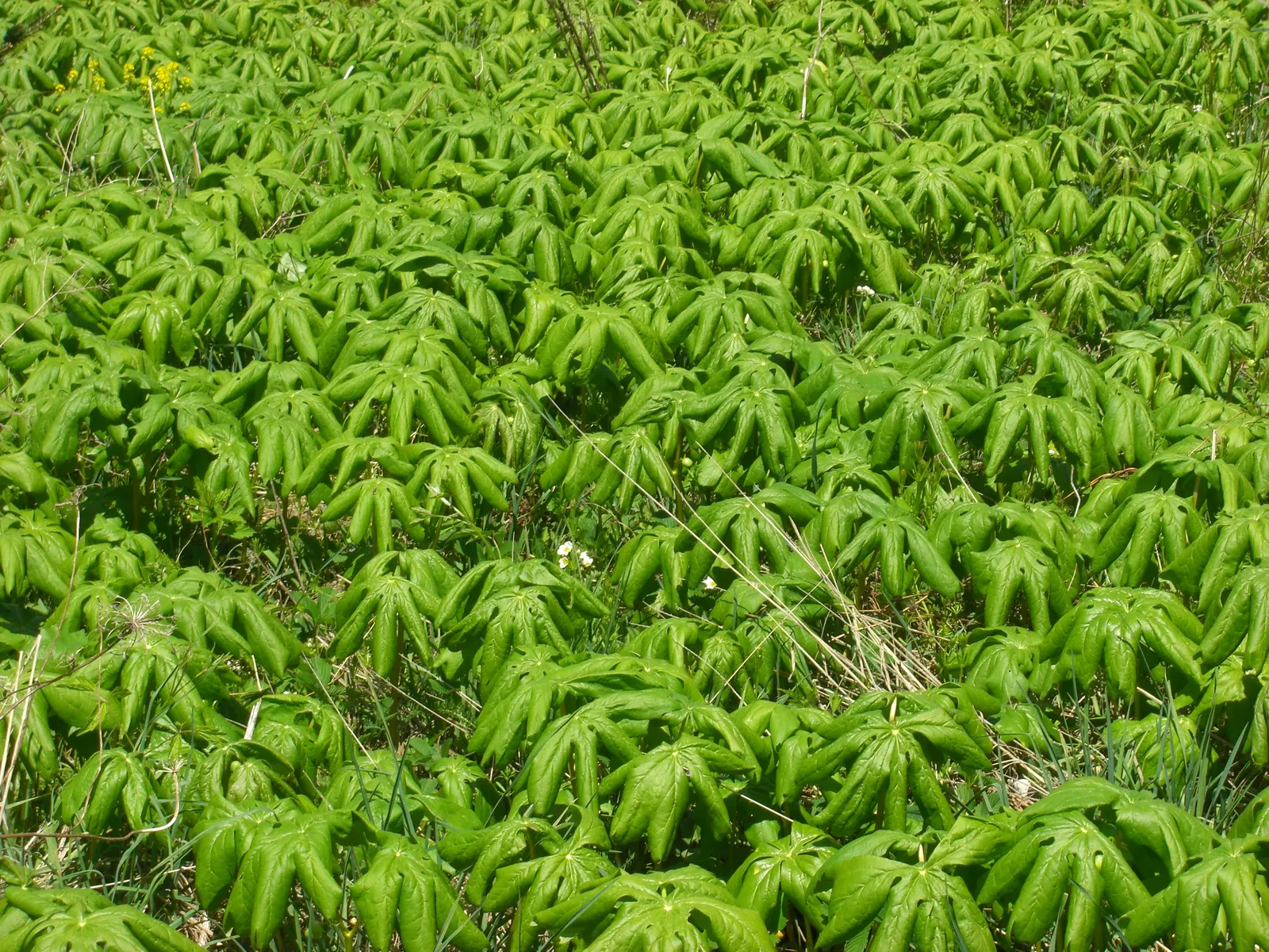 May Apple, Indian Apple (Podophyllum Peltatum) — the Mayapple typically grows to a height of 12 to 18 inches with a similar spread; white flower, image 127