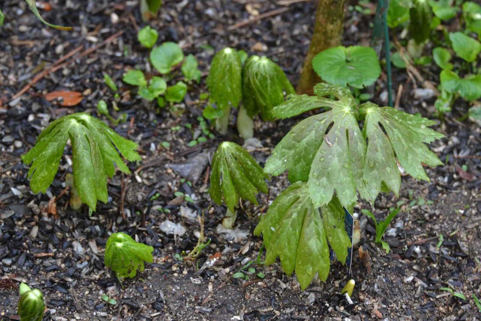 May Apple, Indian Apple (Podophyllum Peltatum) — ground cover for half or shade; making it a surprisingly carefree option for the shaded regions of, image 87