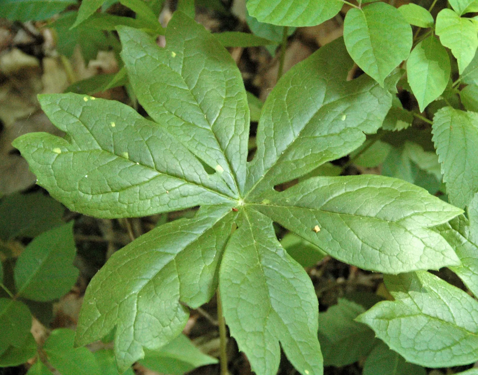 May Apple, Indian Apple (Podophyllum Peltatum) — The plant bears a yellow-green fruit, which is edible when ripe, though all other parts are toxic, image 122