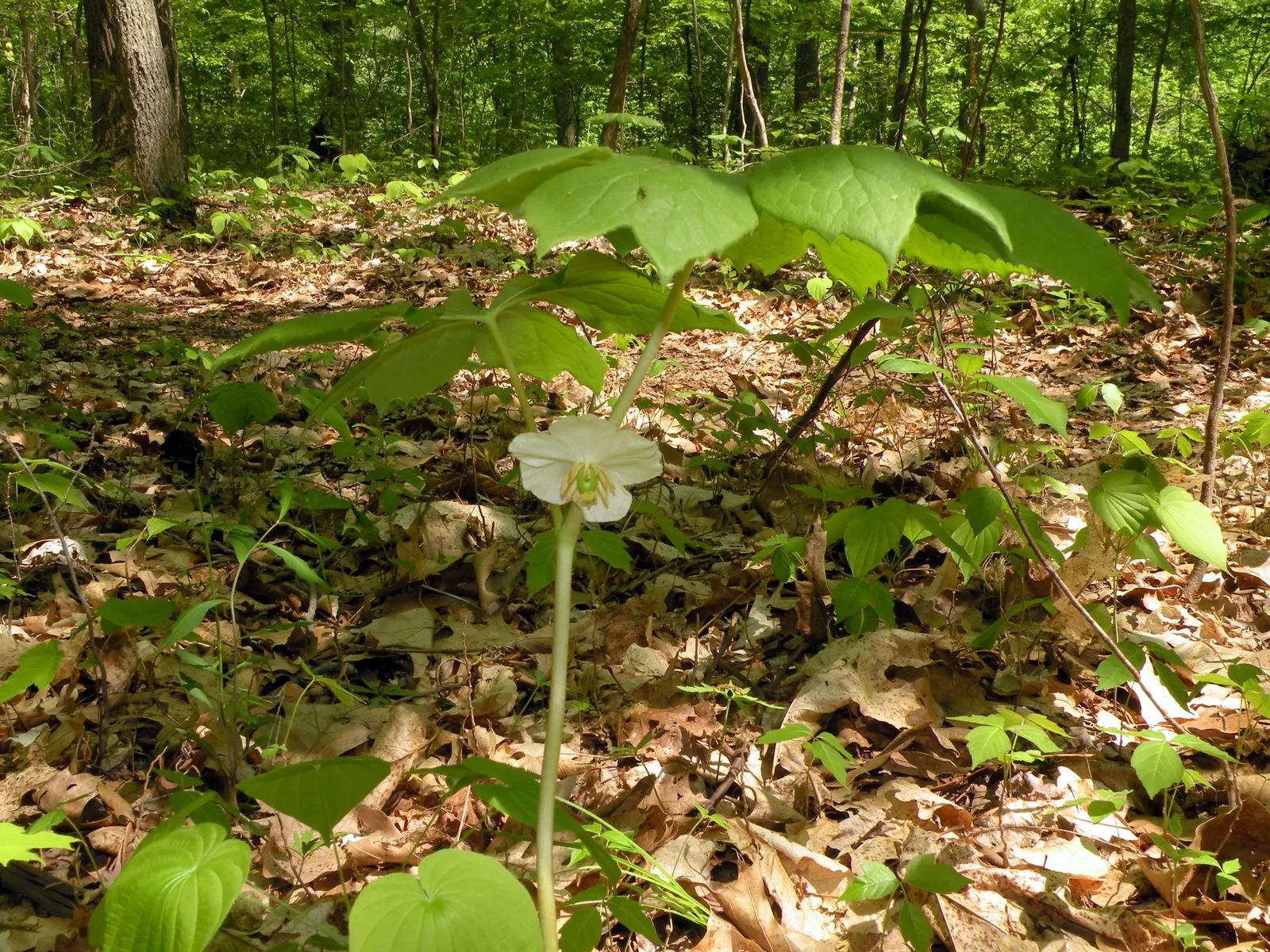 May Apple, Indian Apple (Podophyllum Peltatum) — making it a surprisingly carefree option for the shaded regions of a landscape; it grows up to, image 113