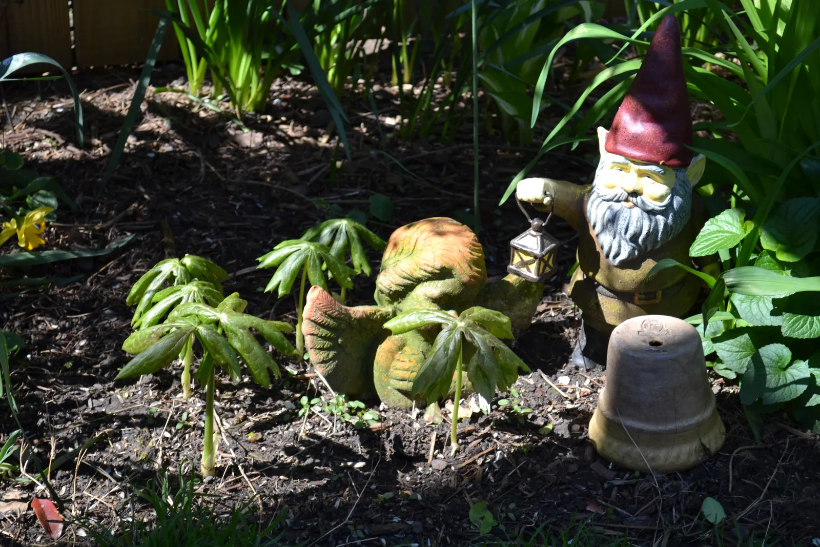 May Apple, Indian Apple (Podophyllum Peltatum) — all other parts of the plant are poisonous if ingested.<br><br>For optimal growth