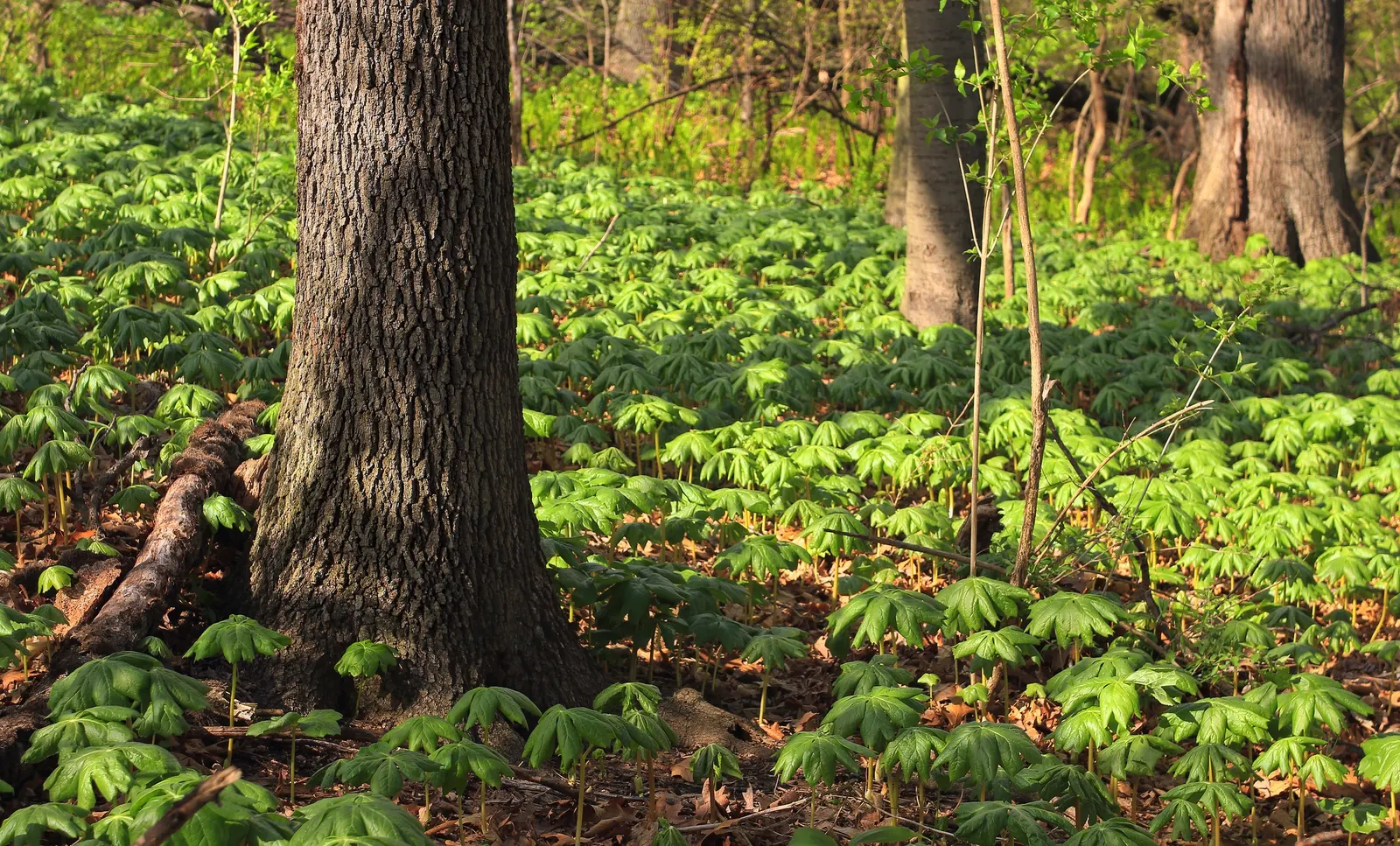 May Apple, Indian Apple (Podophyllum Peltatum) — and by May (hence its name), image 131