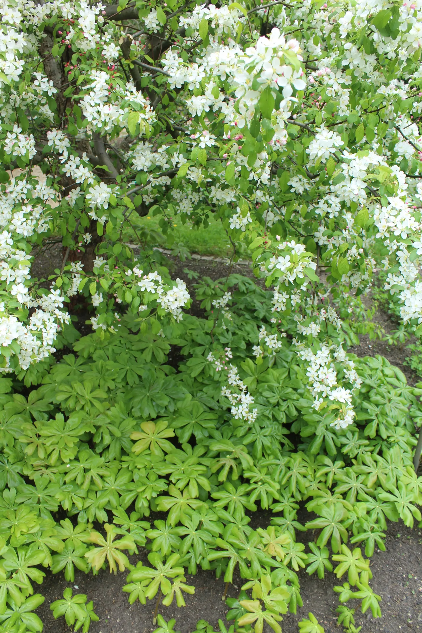 May Apple, Indian Apple (Podophyllum Peltatum) — all other parts of the plant are poisonous if ingested.<br><br>For optimal growth; plant Mayapples in medium