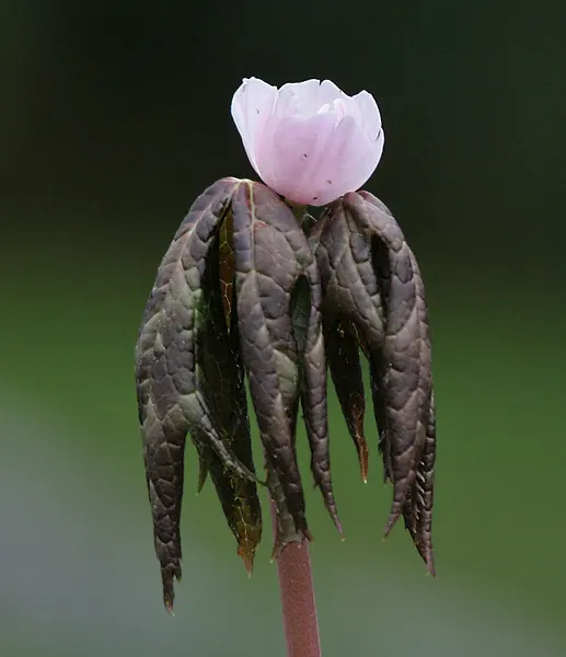 May Apple, Indian Apple (Podophyllum Peltatum) — They form extensive colonies by rhizomes, thus providing an exotic, carpet-like effect
