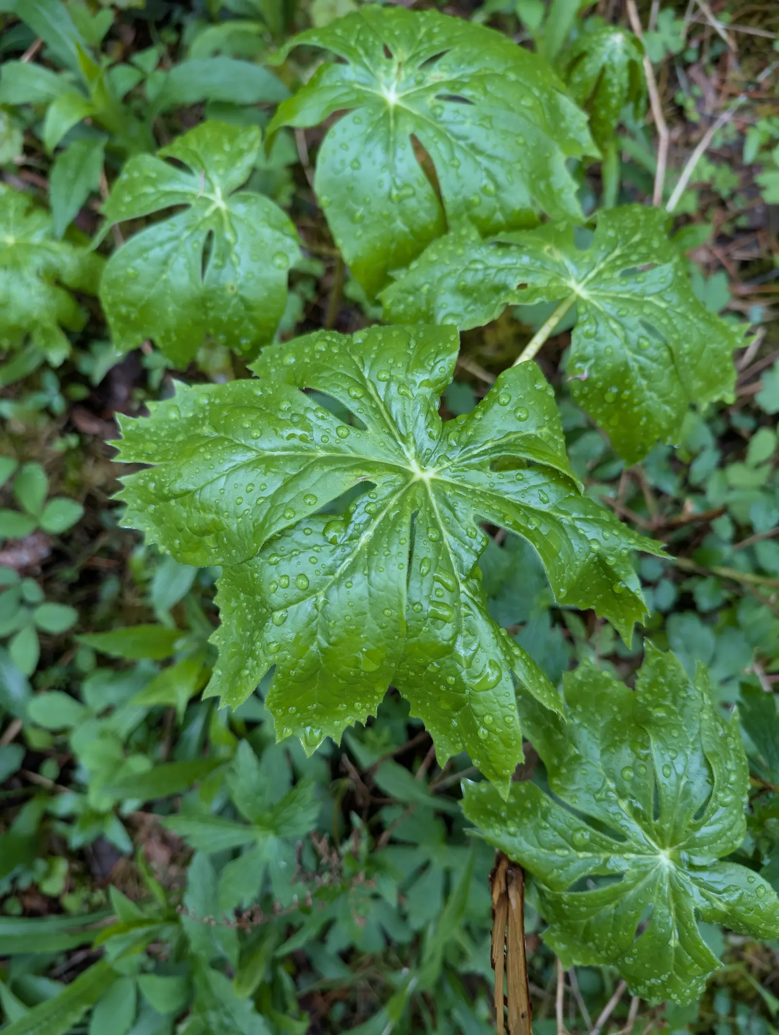 May Apple, Indian Apple (Podophyllum Peltatum) — and by May (hence its name), image 44