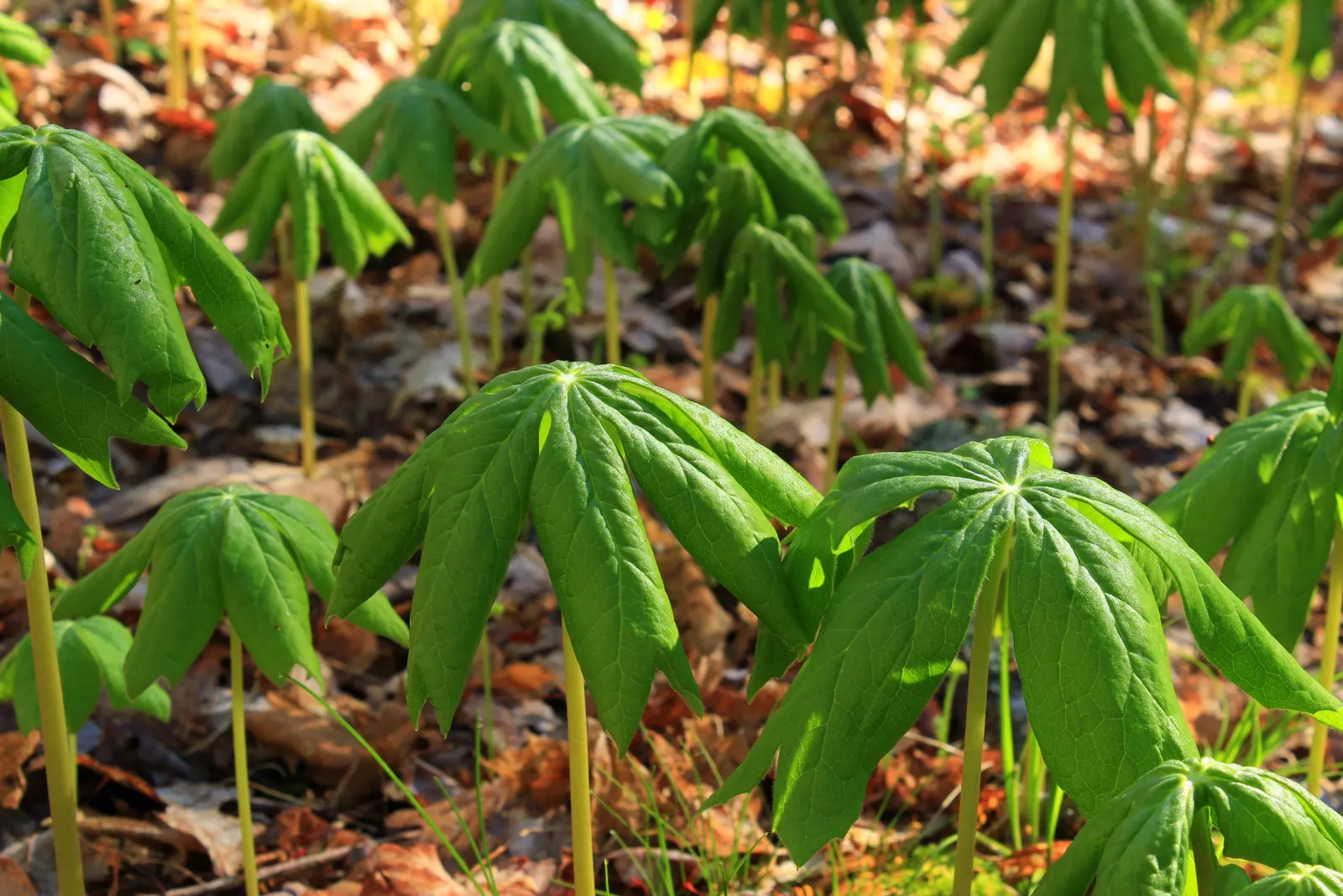 May Apple, Indian Apple (Podophyllum Peltatum) — and by May (hence its name), image 102