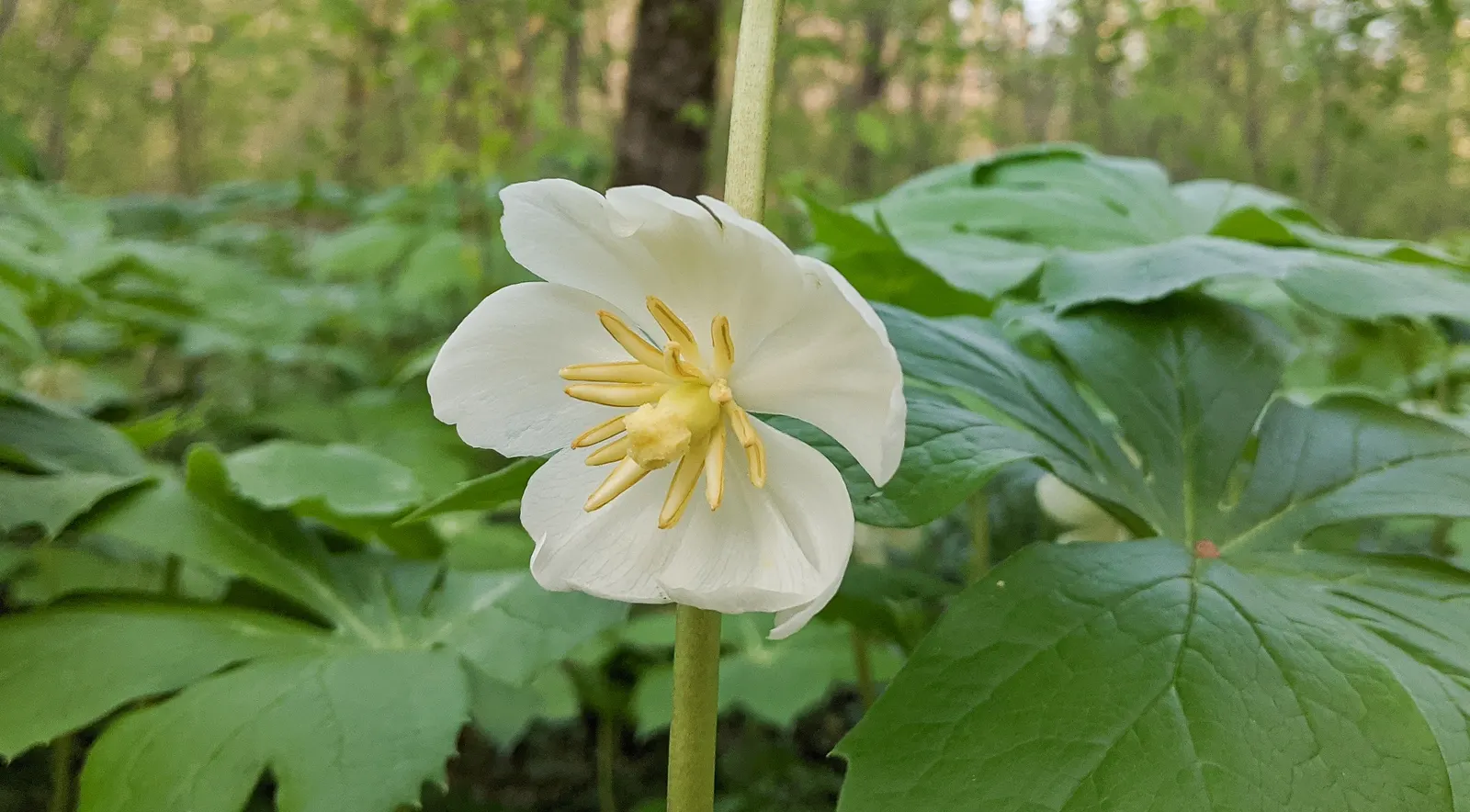 May Apple, Indian Apple (Podophyllum Peltatum) — also known as Indian Apple or Podophyllum peltatum; their foliage offers great ground coverage until midsummer