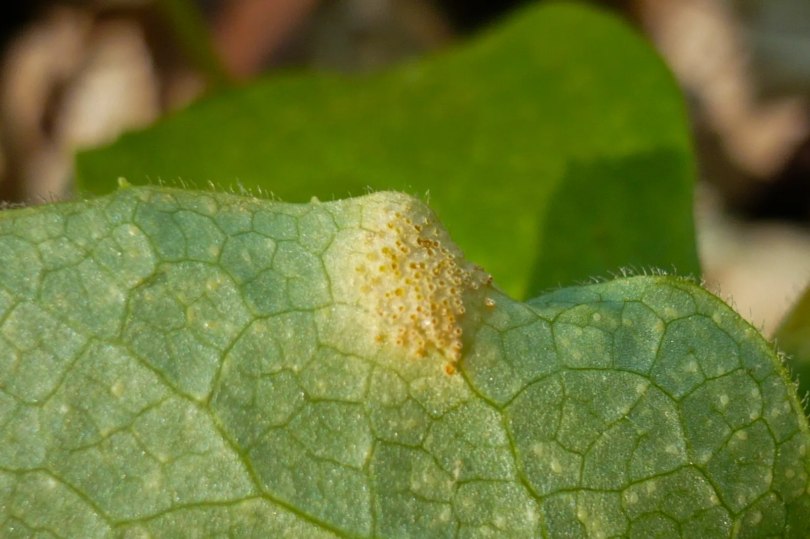 May Apple, Indian Apple (Podophyllum Peltatum) — The flower gives way to a yellow-green fruit, the "apple," which reaches about 2 inches long by, image 47