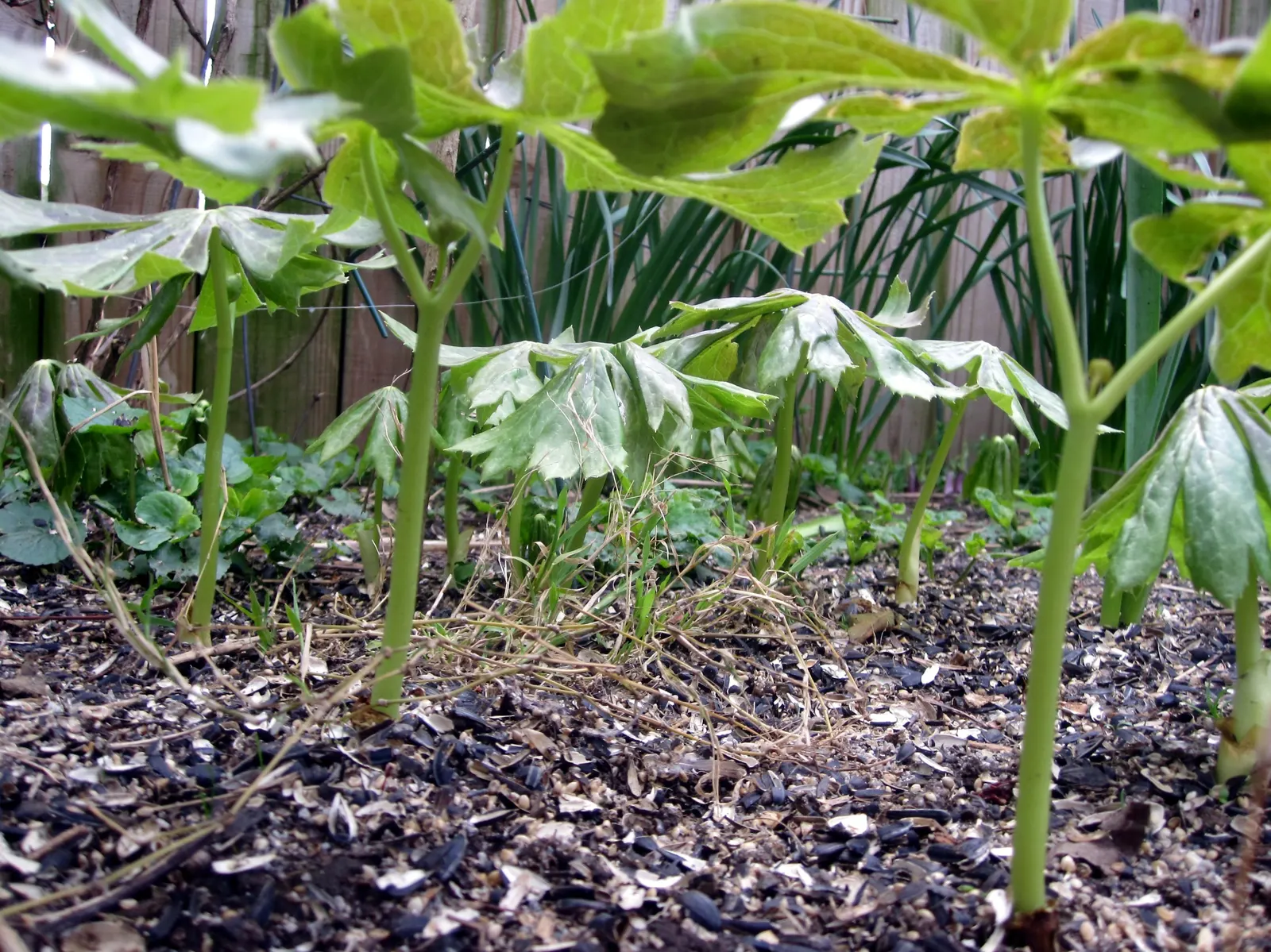 May Apple, Indian Apple (Podophyllum Peltatum) — with a single white flower blooming beneath in late spring; so consider partnering Mayapples with, image 62