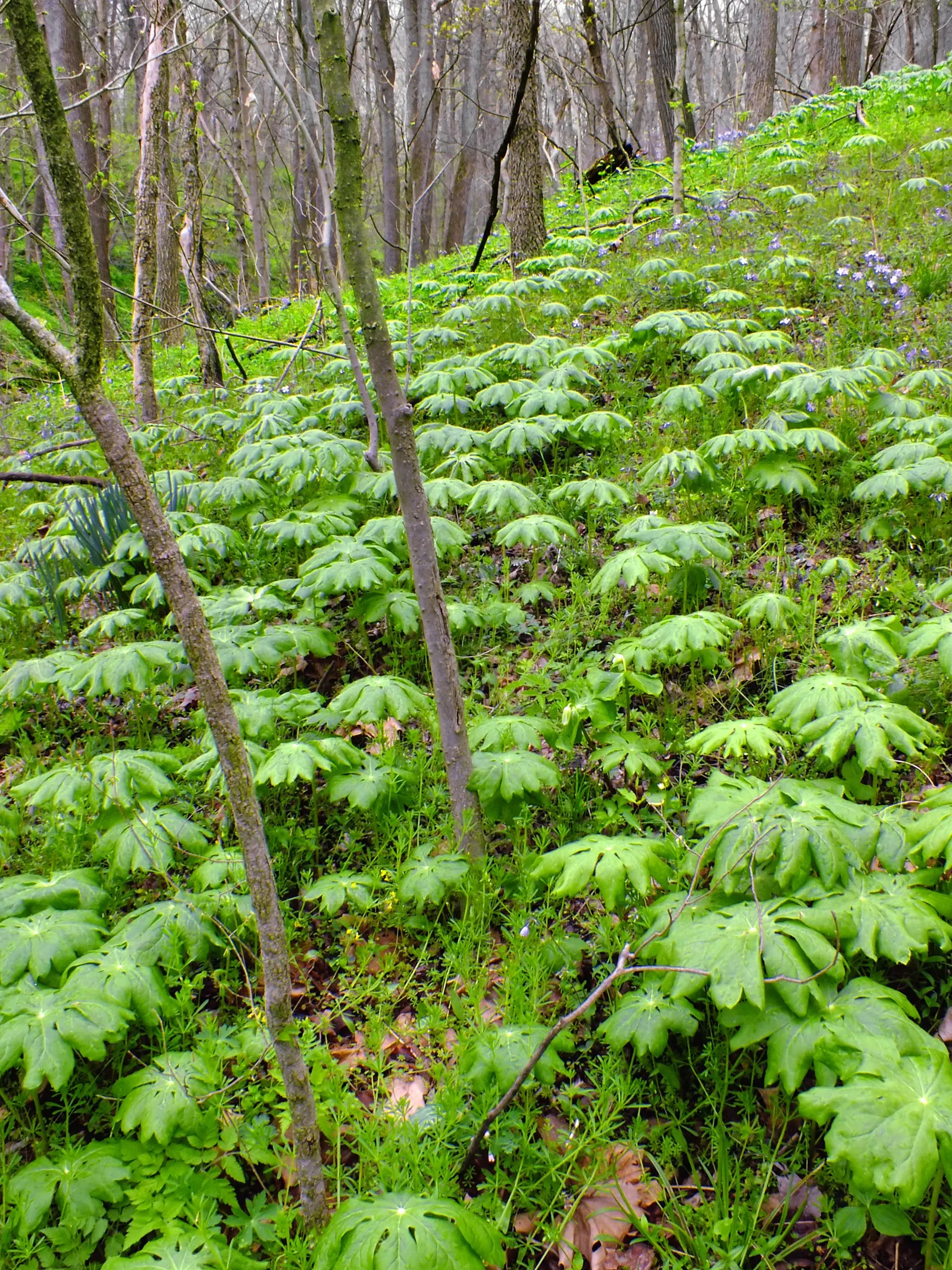 May Apple, Indian Apple (Podophyllum Peltatum) — well-drained soil with partial to full shade; the plant bears a yellow-green fruit, which is, image 138