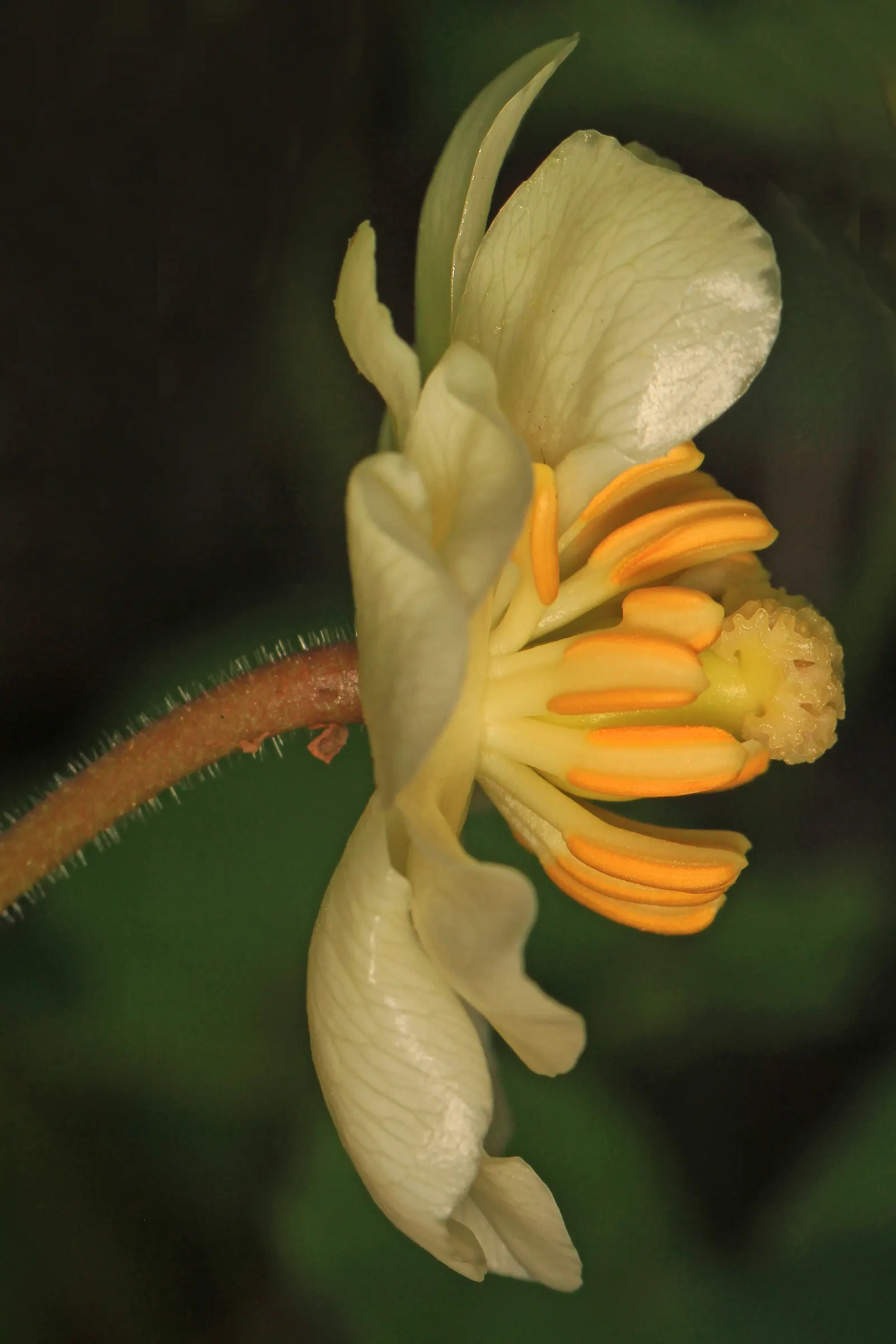 May Apple, Indian Apple (Podophyllum Peltatum) — white flower approximately 2 inches in diameter; well-drained soil with partial to full shade, image 103