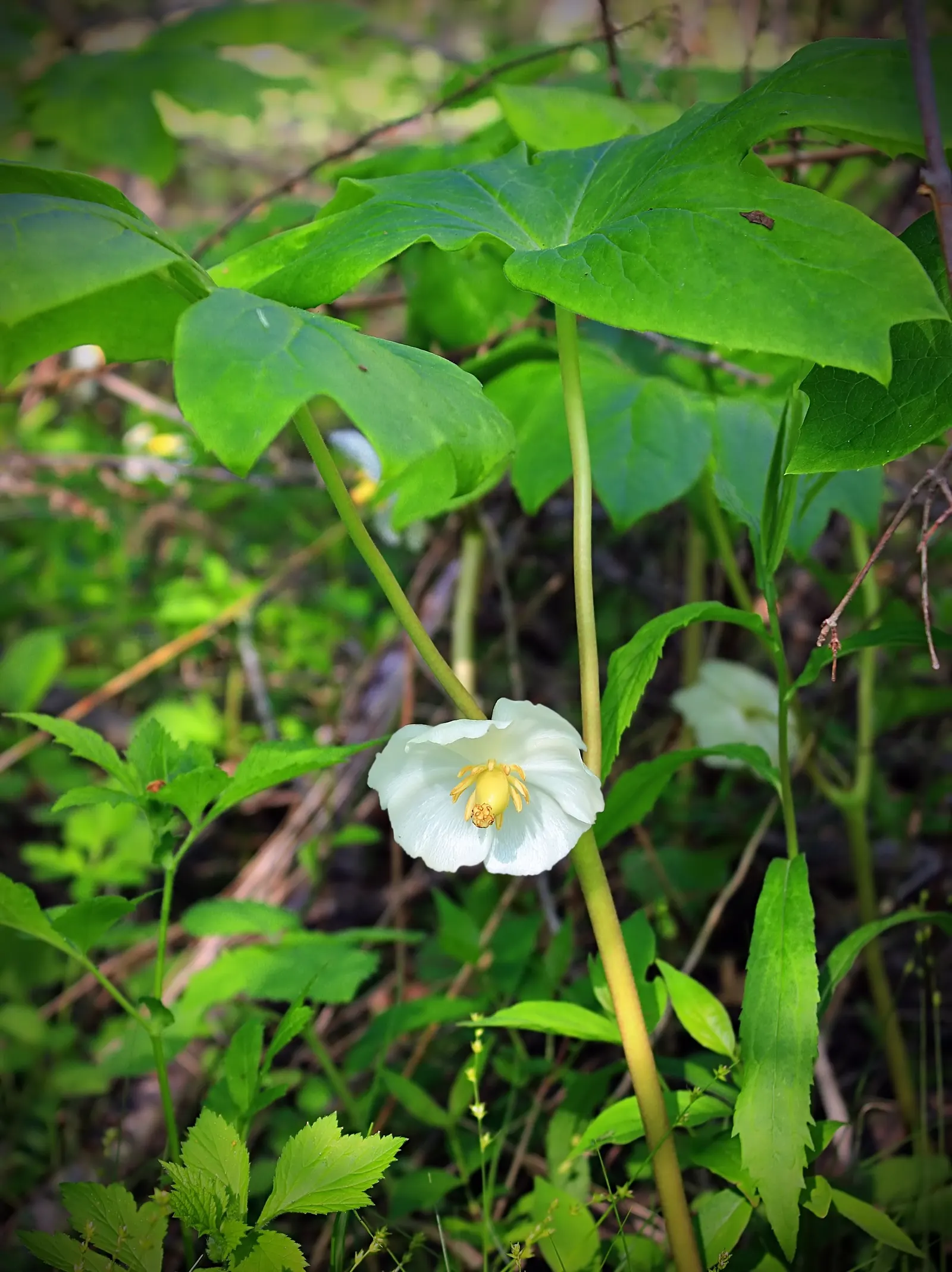 May Apple, Indian Apple (Podophyllum Peltatum) — white flowers in the garden; though each stem is crowned by only one or two deeply lobed leaves, image 143