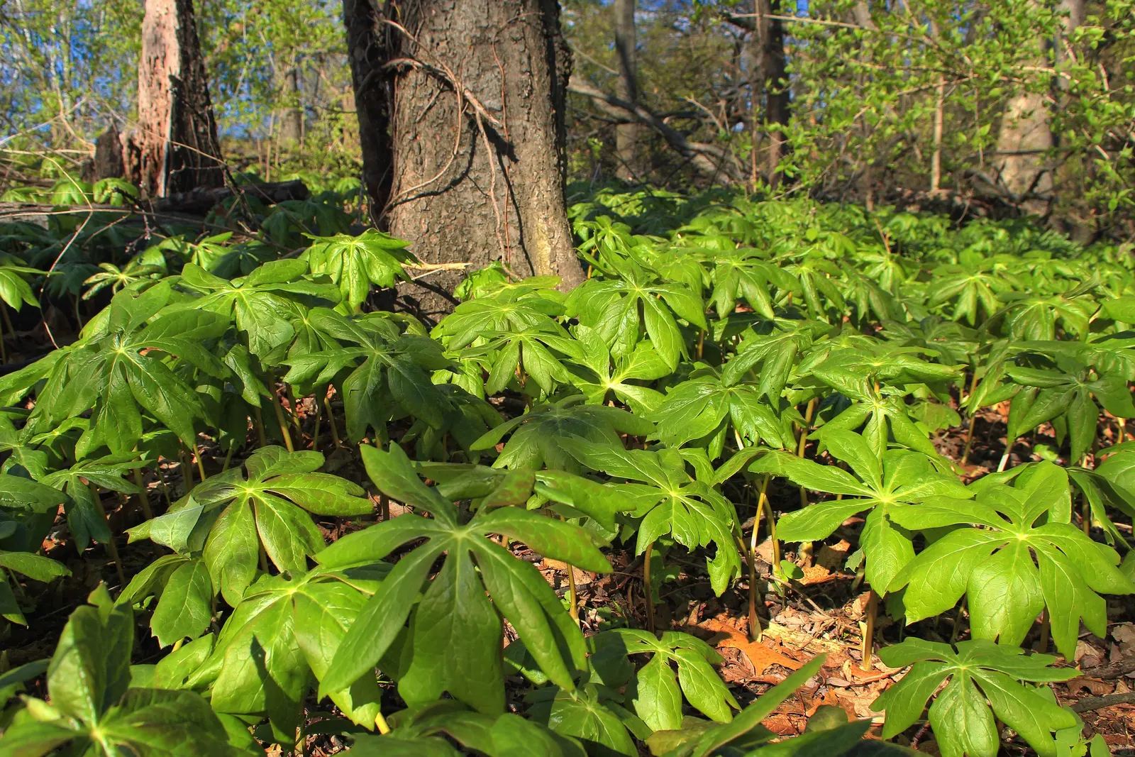 May Apple, Indian Apple (Podophyllum Peltatum) — ground cover for half or shade; making it a surprisingly carefree option for the shaded regions of, image 116