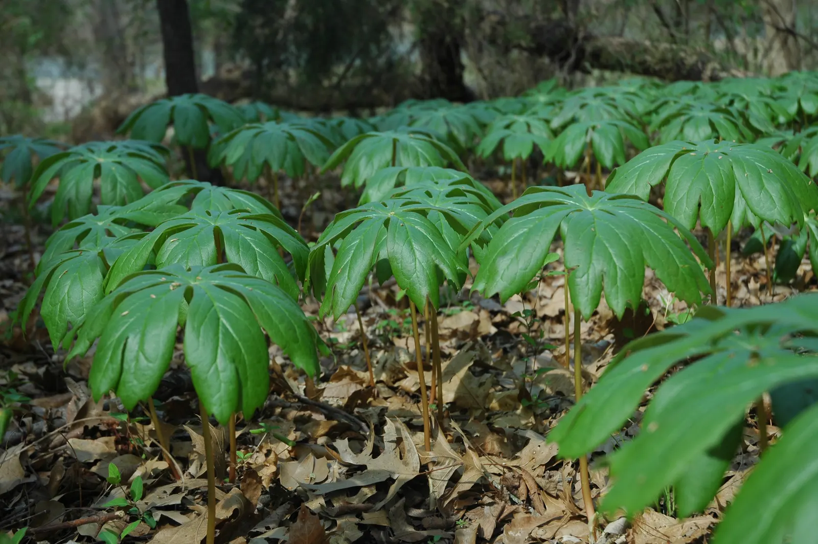 May Apple, Indian Apple (Podophyllum Peltatum) — Ideal for woodland gardens; hidden beneath its foliage, image 65