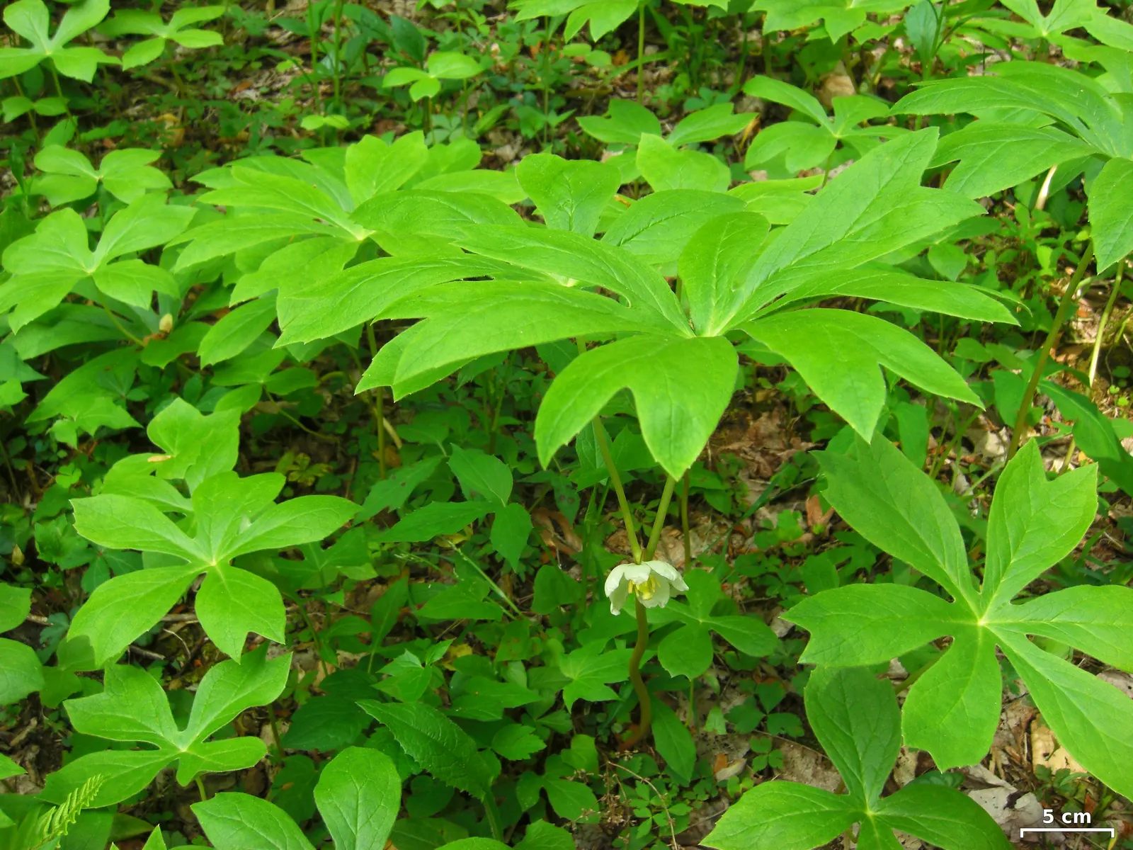 May Apple, Indian Apple (Podophyllum Peltatum) — They form extensive colonies by rhizomes, thus providing an exotic, carpet-like effect; each, image 81