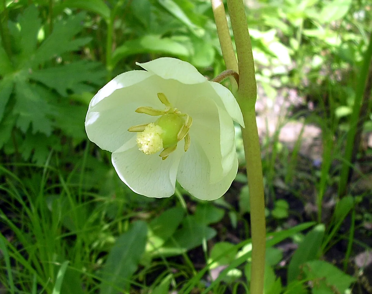 May Apple, Indian Apple (Podophyllum Peltatum) — It grows up to 12-18 inches tall, forming colonies via underground rhizomes; its distinctive, image 63
