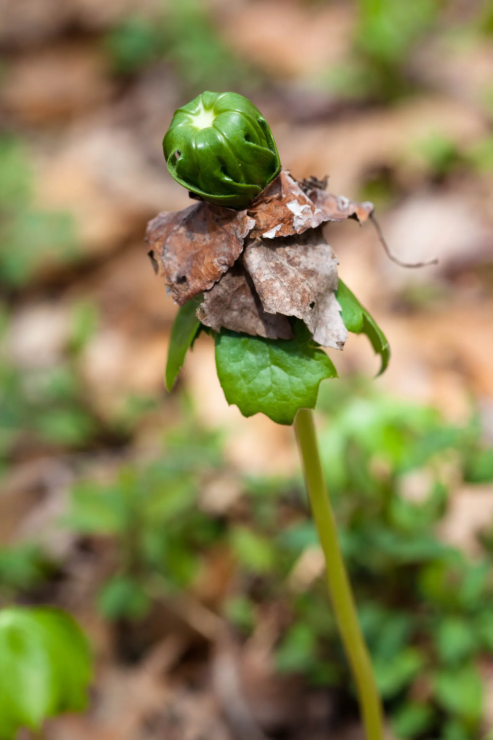 May Apple, Indian Apple (Podophyllum Peltatum) — hidden beneath its foliage; ground cover for half or shade