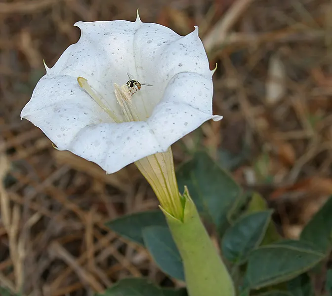 May Apple, Indian Apple (Podophyllum Peltatum) — is a shade-loving perennial native to Eastern North America