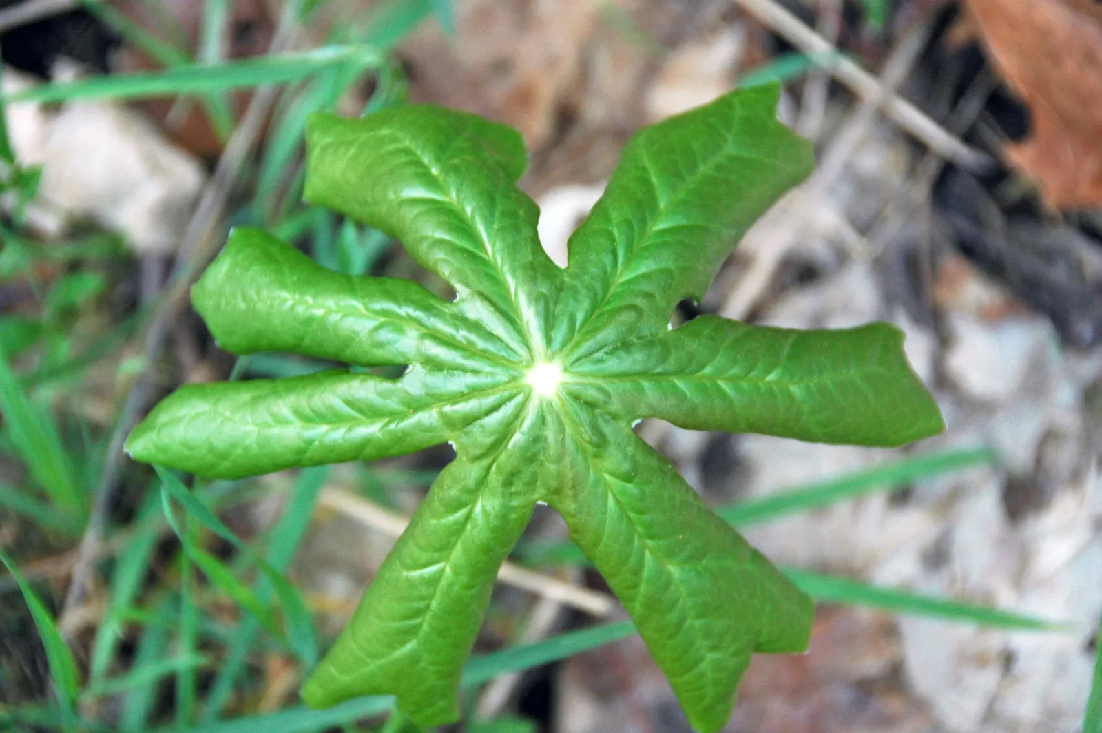 May Apple, Indian Apple (Podophyllum Peltatum) — The flower gives way to a yellow-green fruit, the "apple," which reaches about 2 inches long by late summer