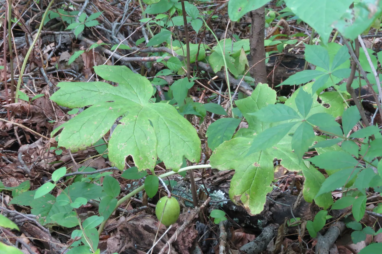 May Apple, Indian Apple (Podophyllum Peltatum) — though each stem is crowned by only one or two deeply lobed leaves