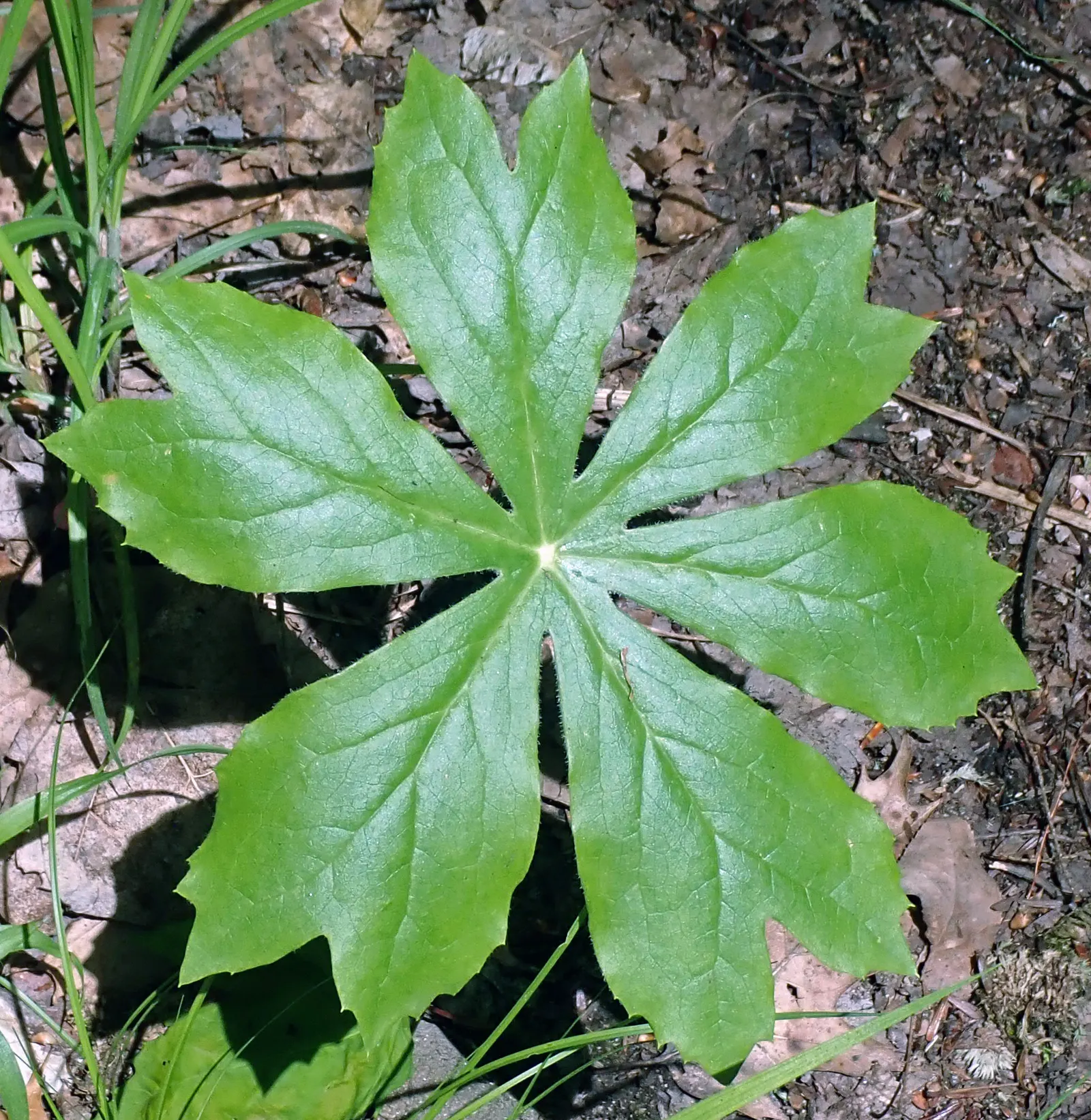 May Apple, Indian Apple (Podophyllum Peltatum) — each extending up to 8 inches across.<br><br>In early spring; commonly called May Apple or Indian, image 71