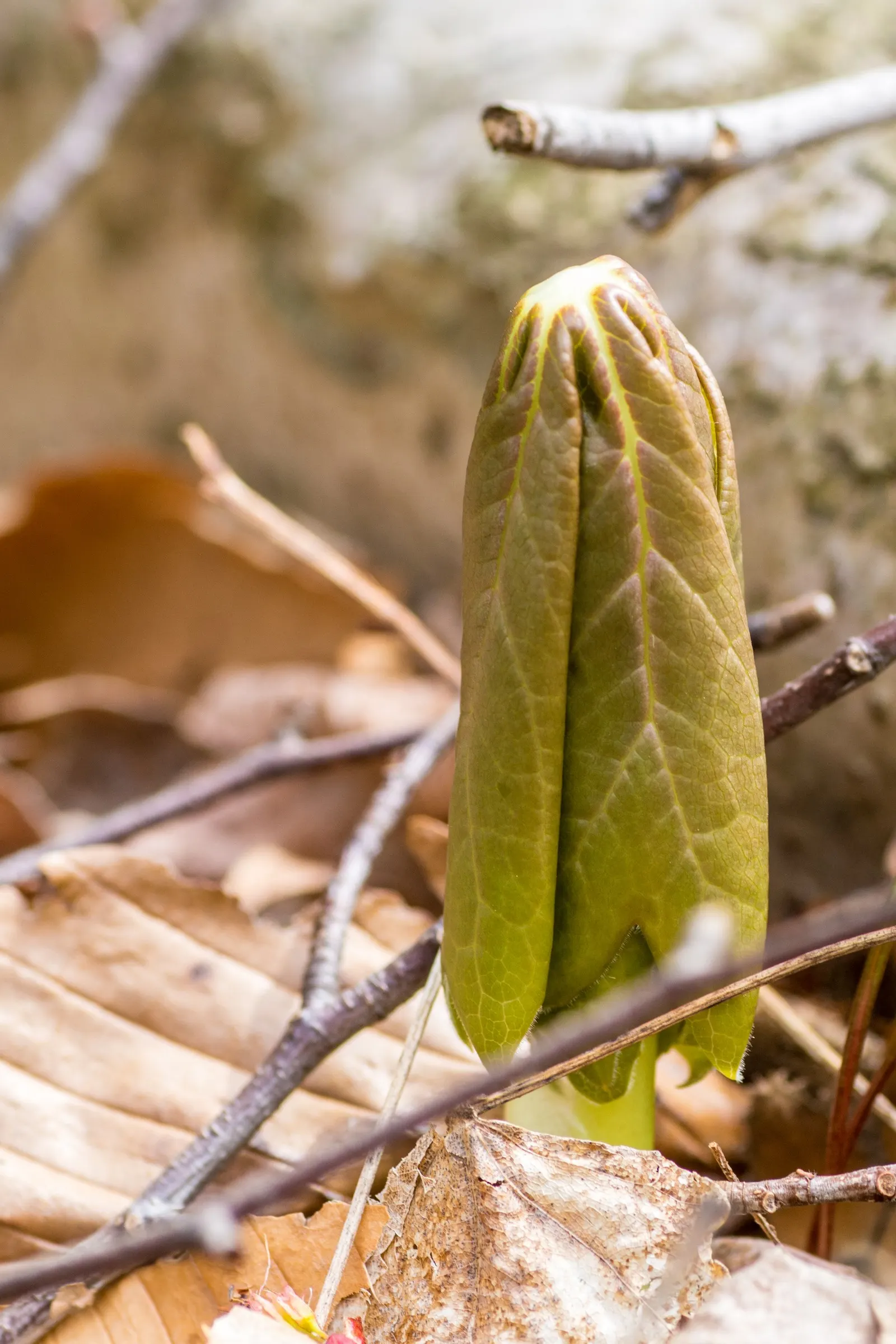 May Apple, Indian Apple (Podophyllum Peltatum) — the Mayapple emerges as a fleshy stalk; also known as Indian Apple or Podophyllum peltatum, image 72