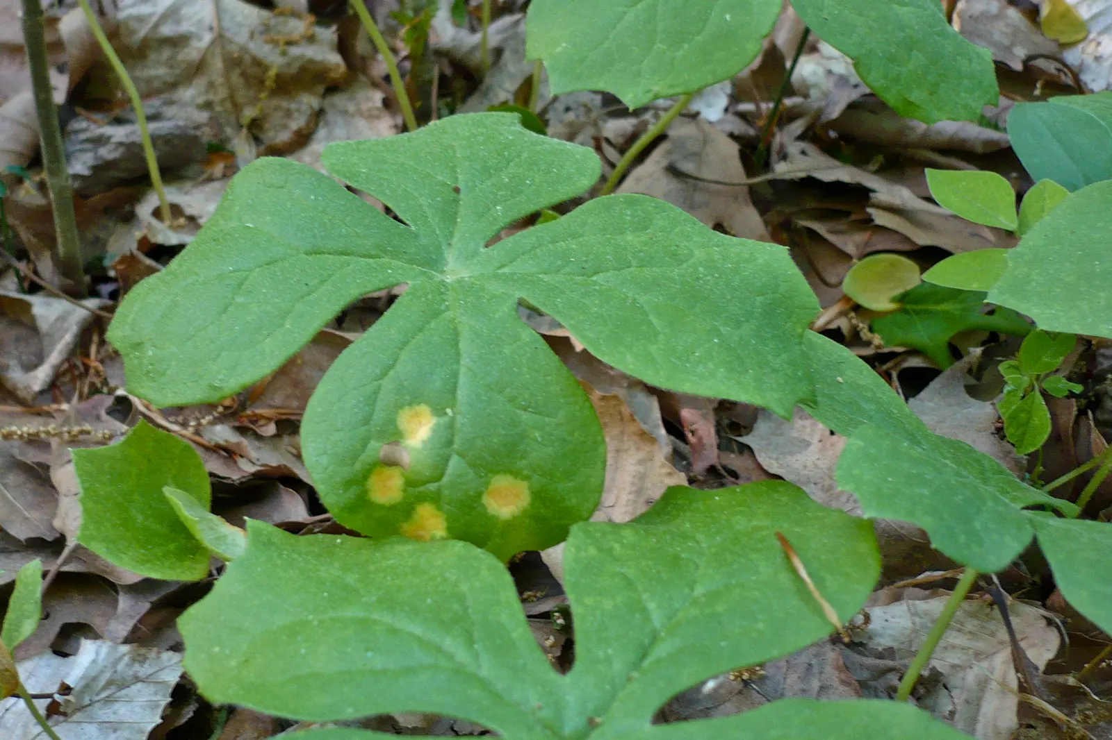 May Apple, Indian Apple (Podophyllum Peltatum) — Ideal for woodland gardens; hidden beneath its foliage, image 123