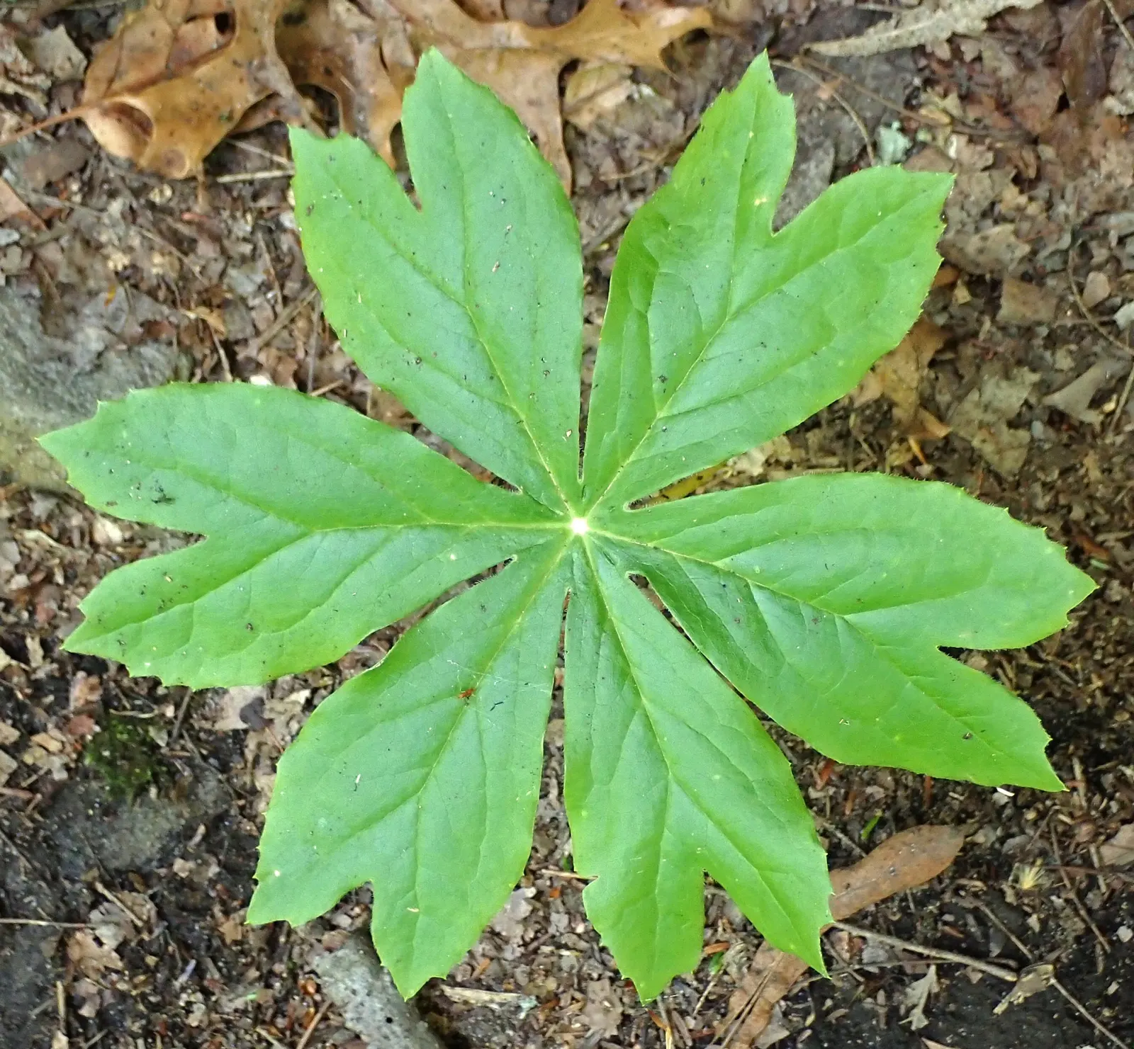 May Apple, Indian Apple (Podophyllum Peltatum) — Its distinctive umbrella-like leaves reach up to 18 inches wide; the flower gives way to a, image 90