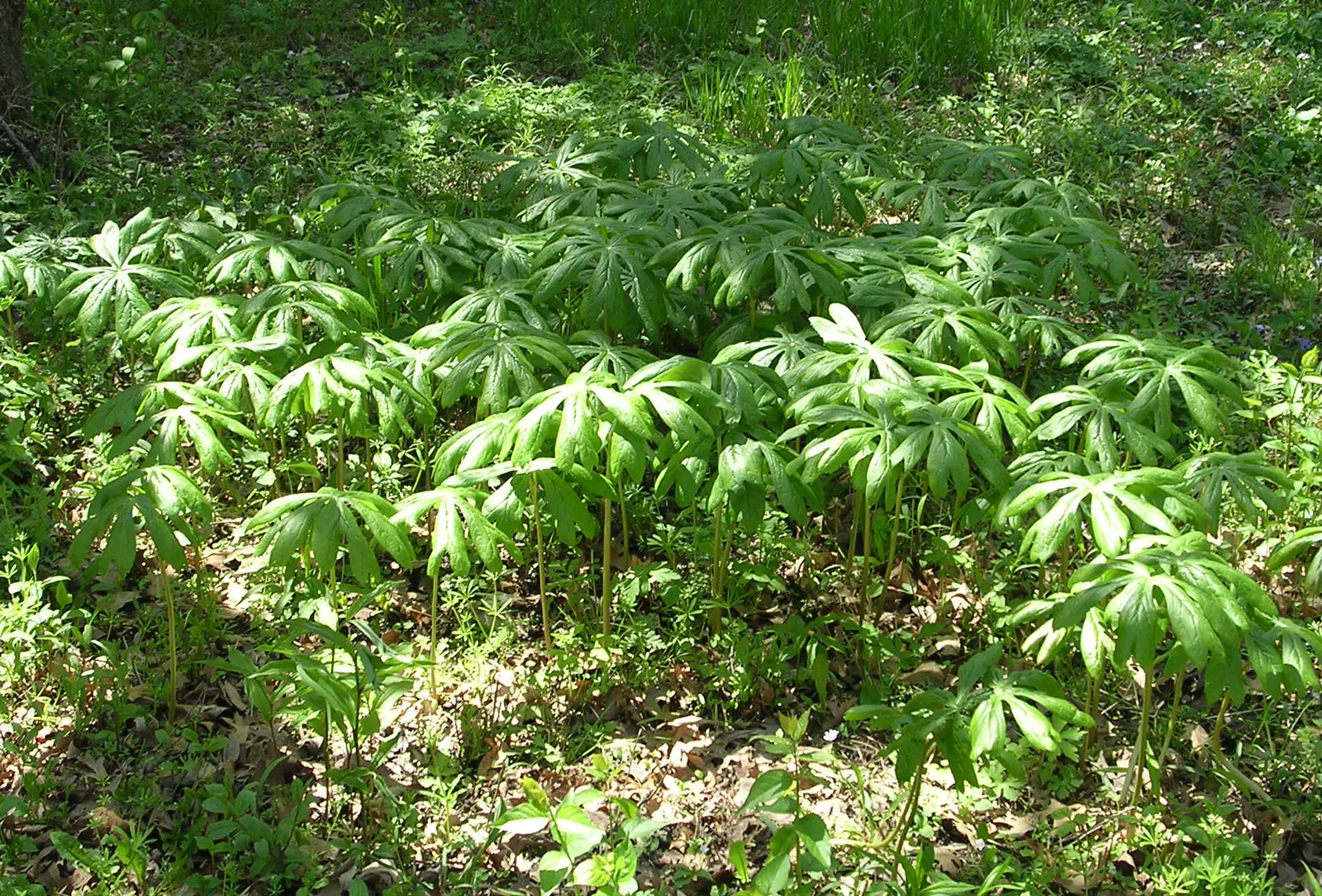 May Apple, Indian Apple (Podophyllum Peltatum) — With its unique umbrella-like leaves