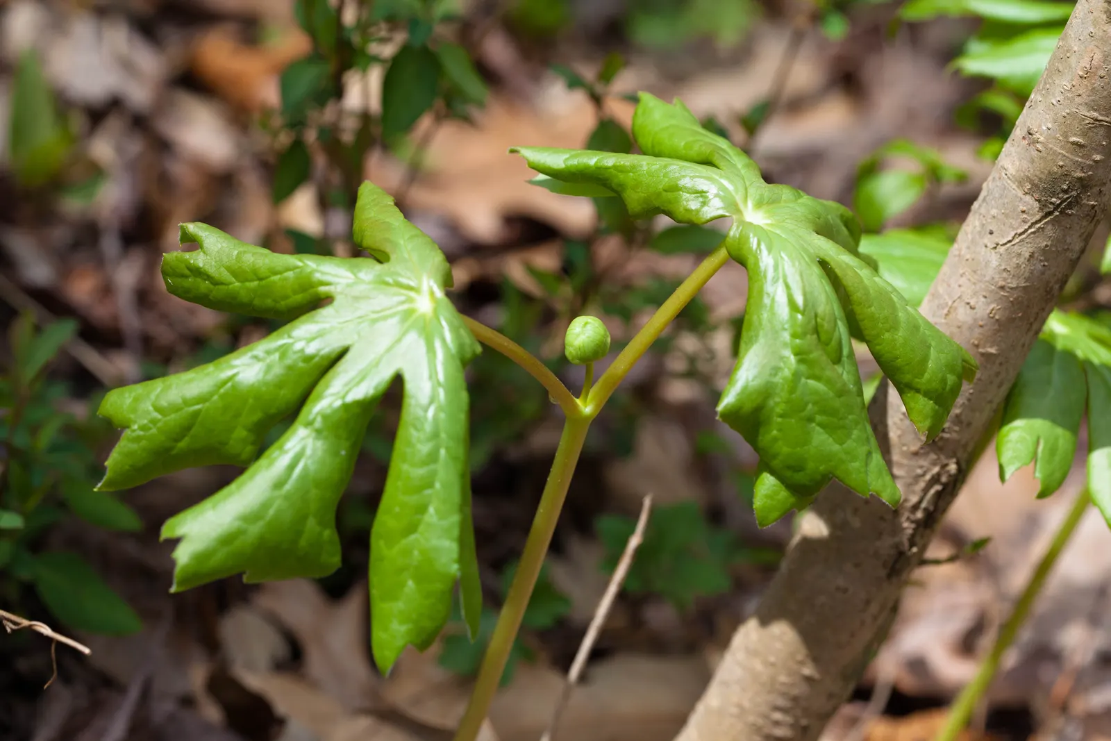 May Apple, Indian Apple (Podophyllum Peltatum) — each extending up to 8 inches across.<br><br>In early spring; commonly called May Apple or Indian Apple