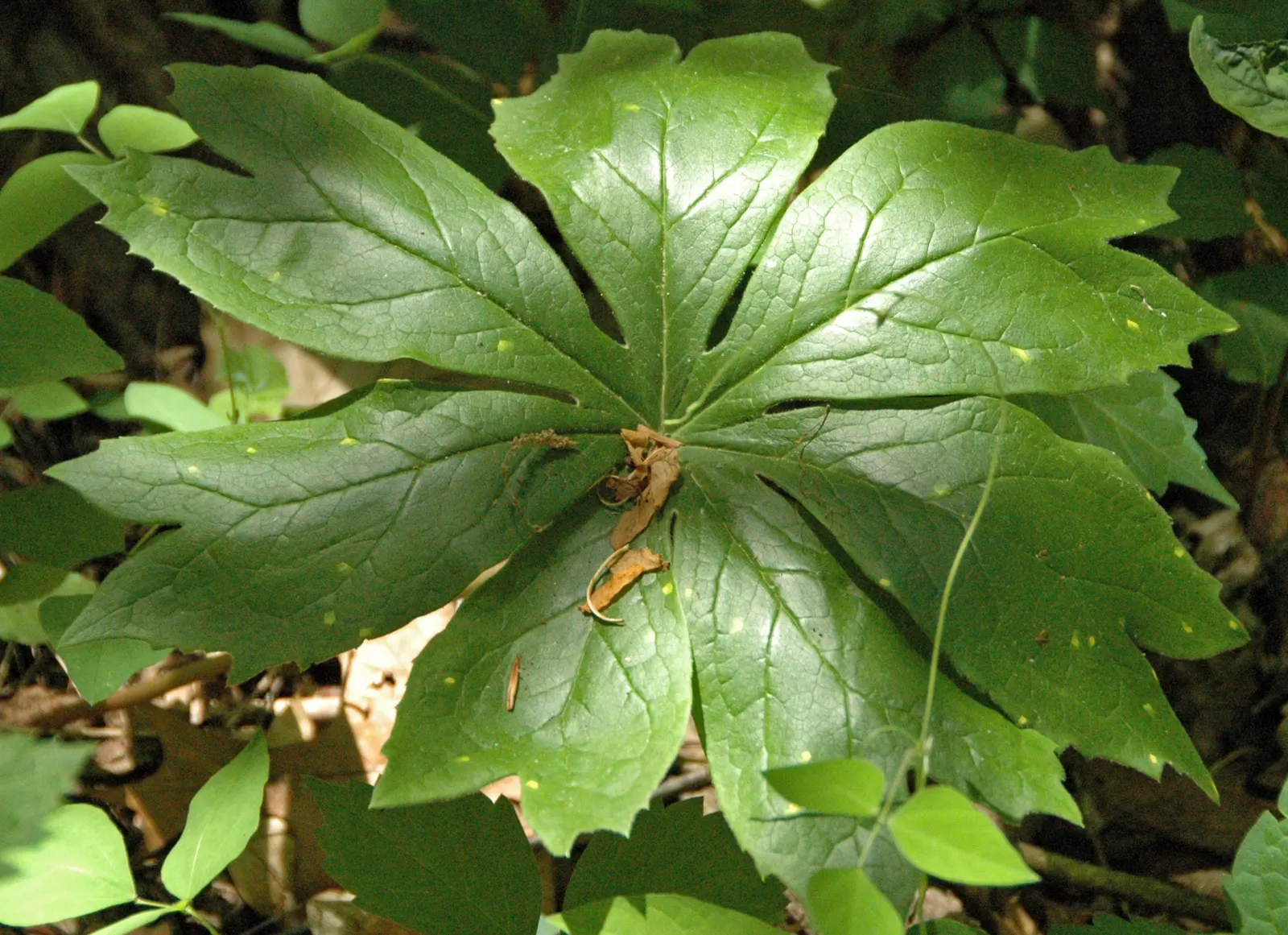 May Apple, Indian Apple (Podophyllum Peltatum) — hidden beneath its foliage; ground cover for half or shade, image 104