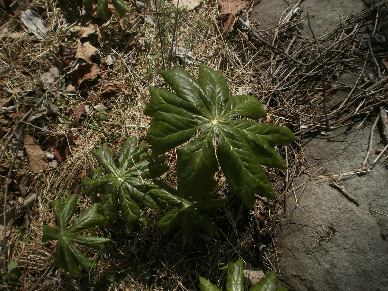 May Apple, Indian Apple (Podophyllum Peltatum) — Its distinctive umbrella-like leaves reach up to 18 inches wide; the flower gives way to a yellow-green fruit