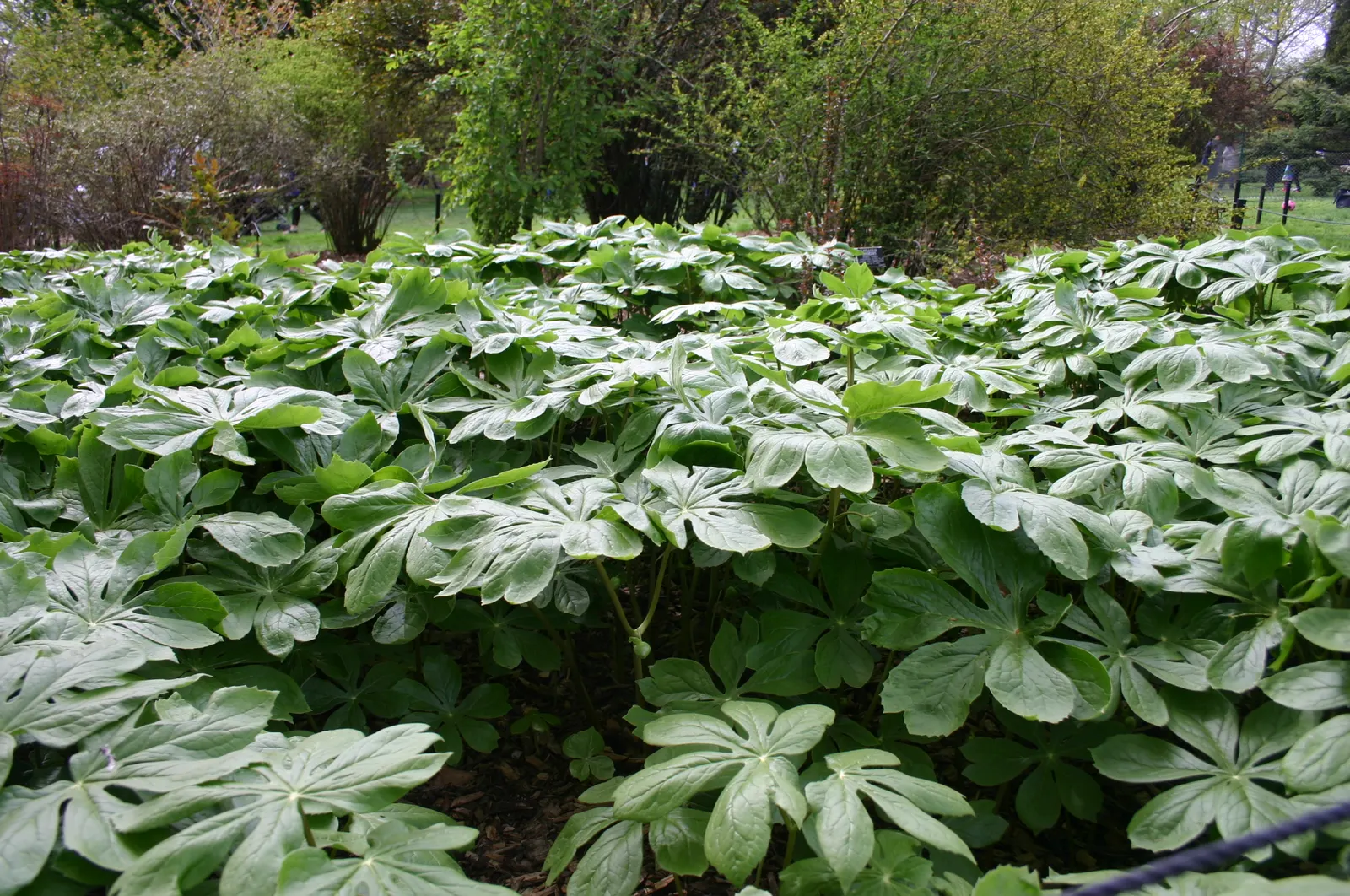 May Apple, Indian Apple (Podophyllum Peltatum) — is a shade-loving perennial native to Eastern North America; the Mayapple typically grows to a height of 12 to