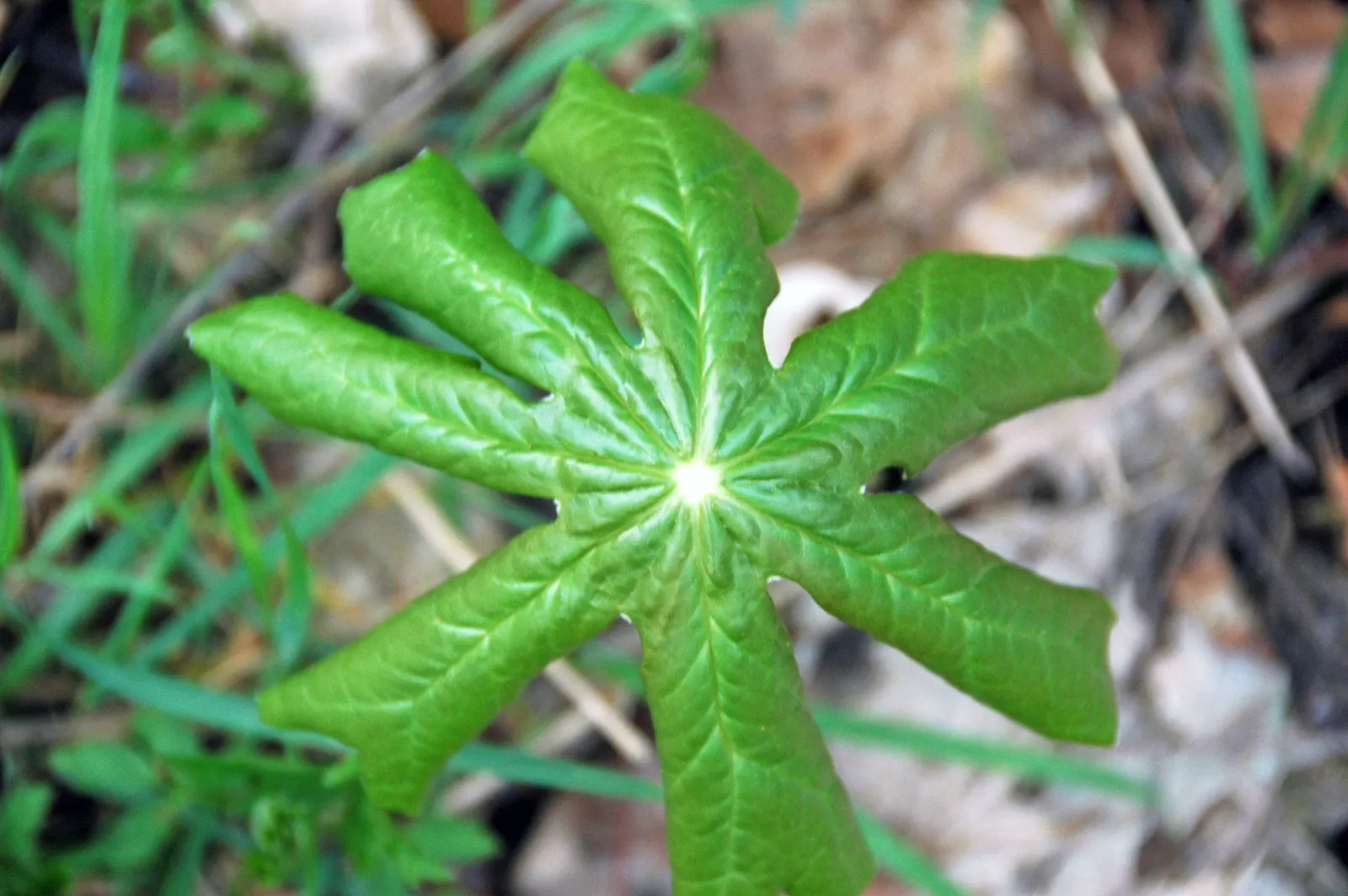 May Apple, Indian Apple (Podophyllum Peltatum) — so consider partnering Mayapples with other shade-loving perennials for a season-long display