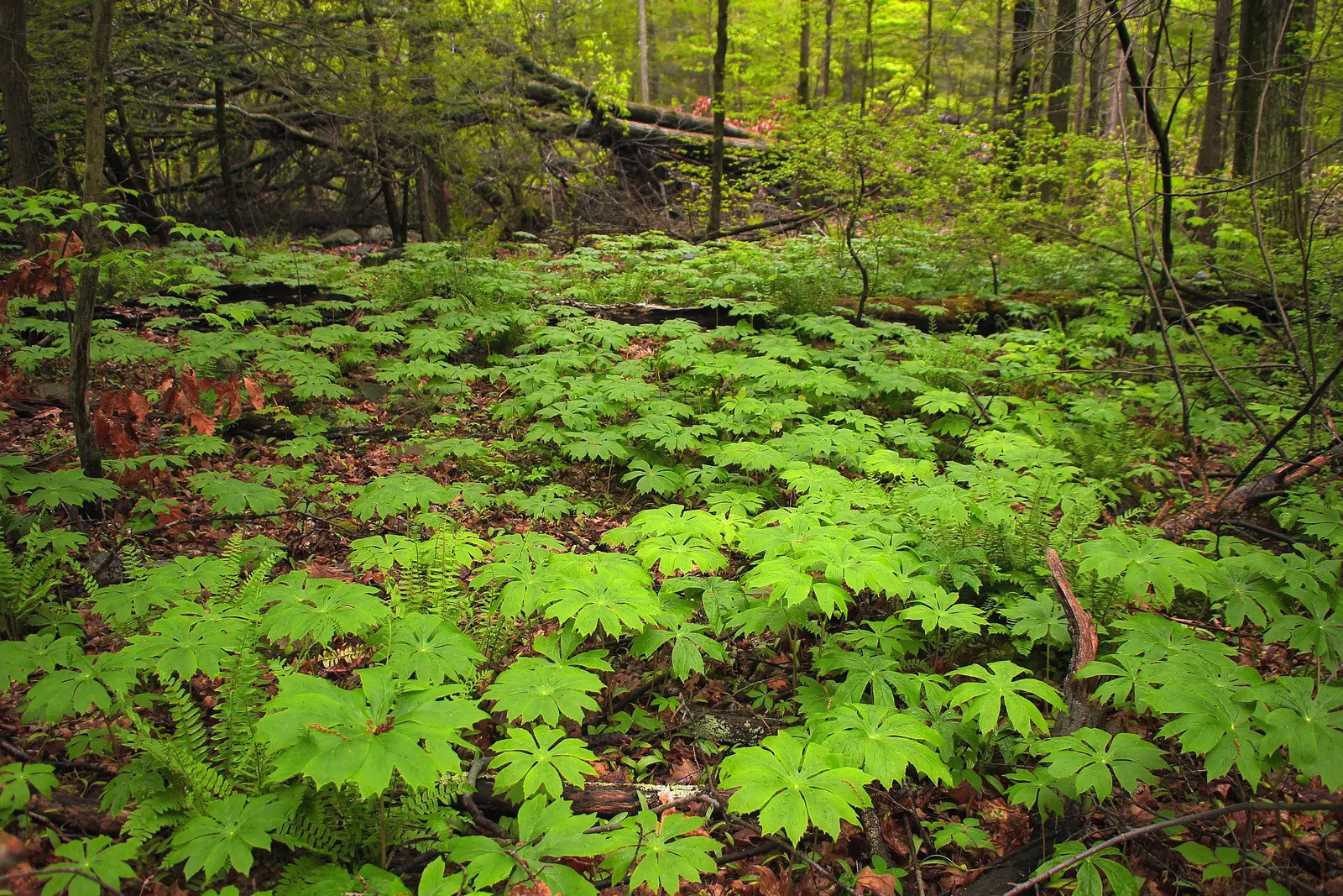 May Apple, Indian Apple (Podophyllum Peltatum) — white flower approximately 2 inches in diameter; well-drained soil with partial to full shade, image 132